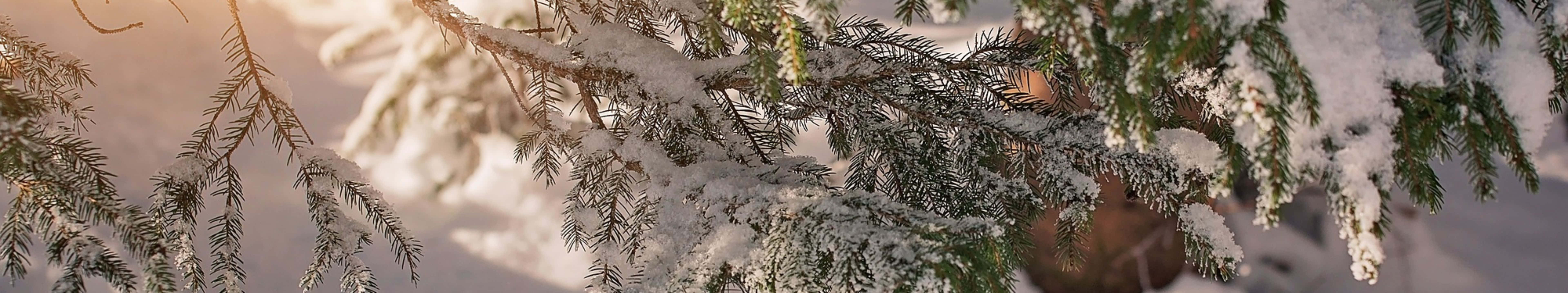 7680 X 1440, Winter Tree, Sunlight, 8K Desktop Wallpaper