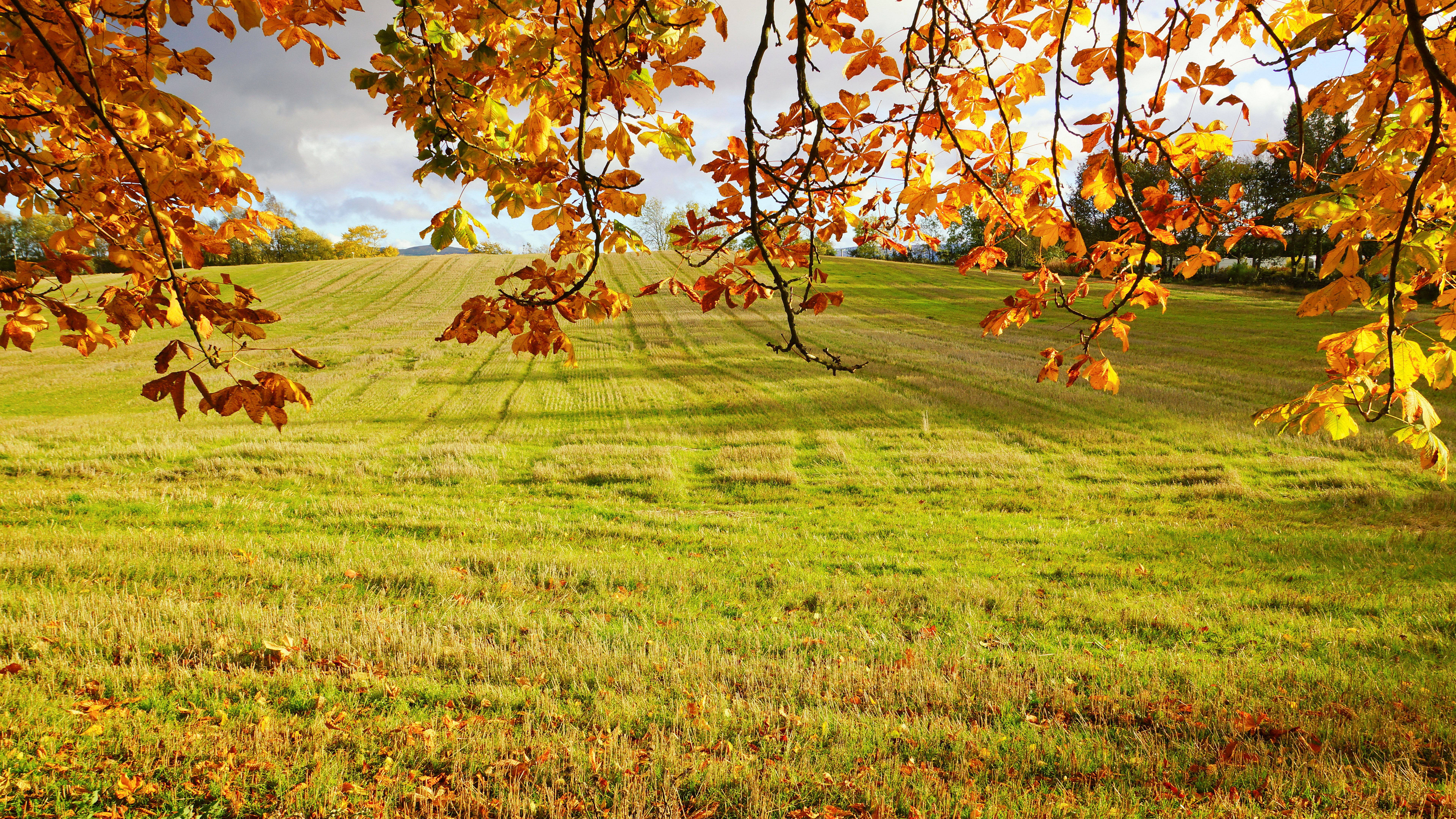 7680x4320, Golden autumn leaves, sunlit green field, 8K Desktop Wallpaper