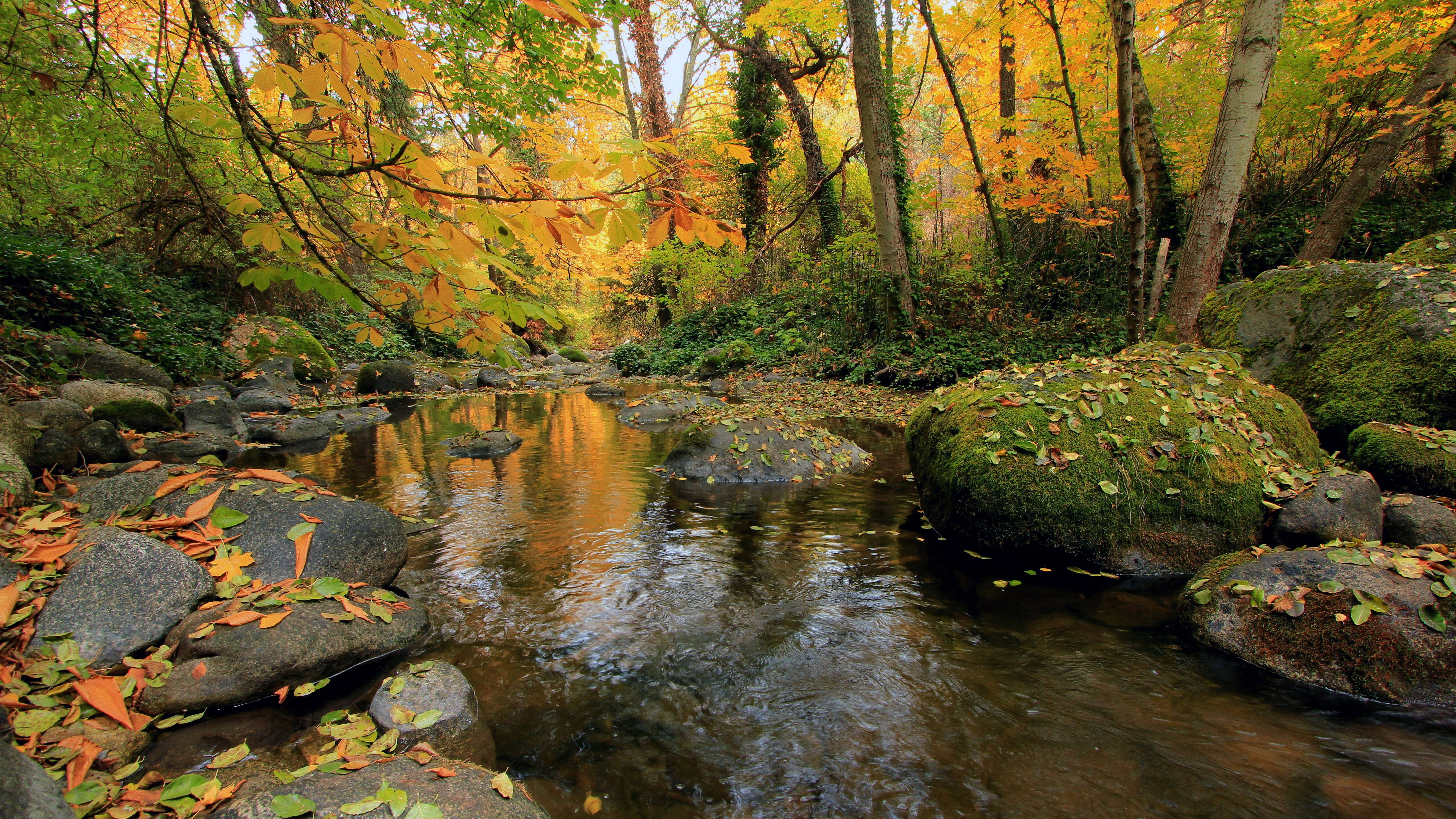 7680x4320, autumn stream, forest, 8K Desktop Wallpaper