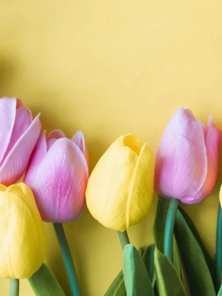 pink tulips, yellow tulips, green stems, SD Phone Wallpaper