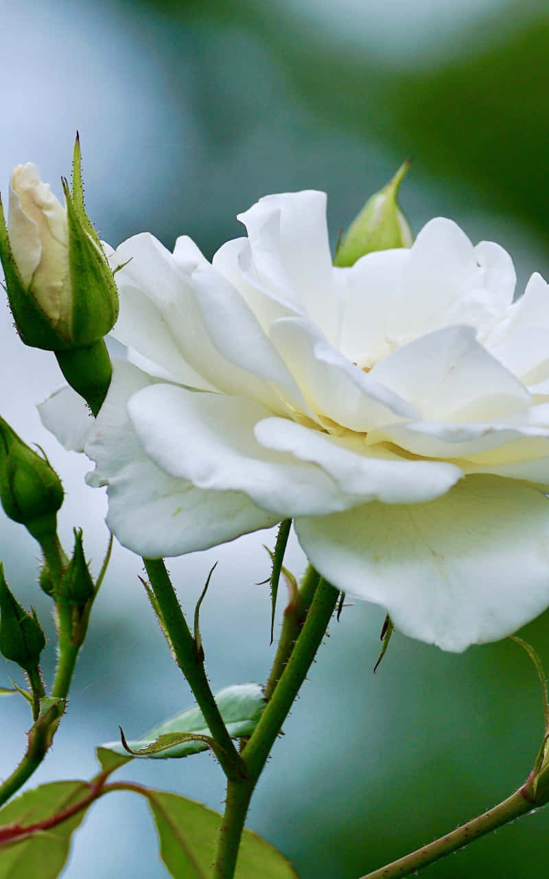 white rose, green buds, thorny stems, HD Phone Wallpaper