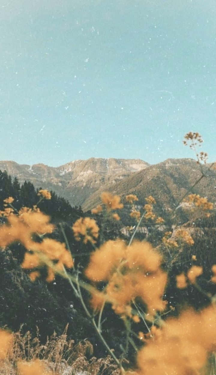 80s Aesthetic iPhone, golden wildflowers, rugged mountains, SD Phone Wallpaper