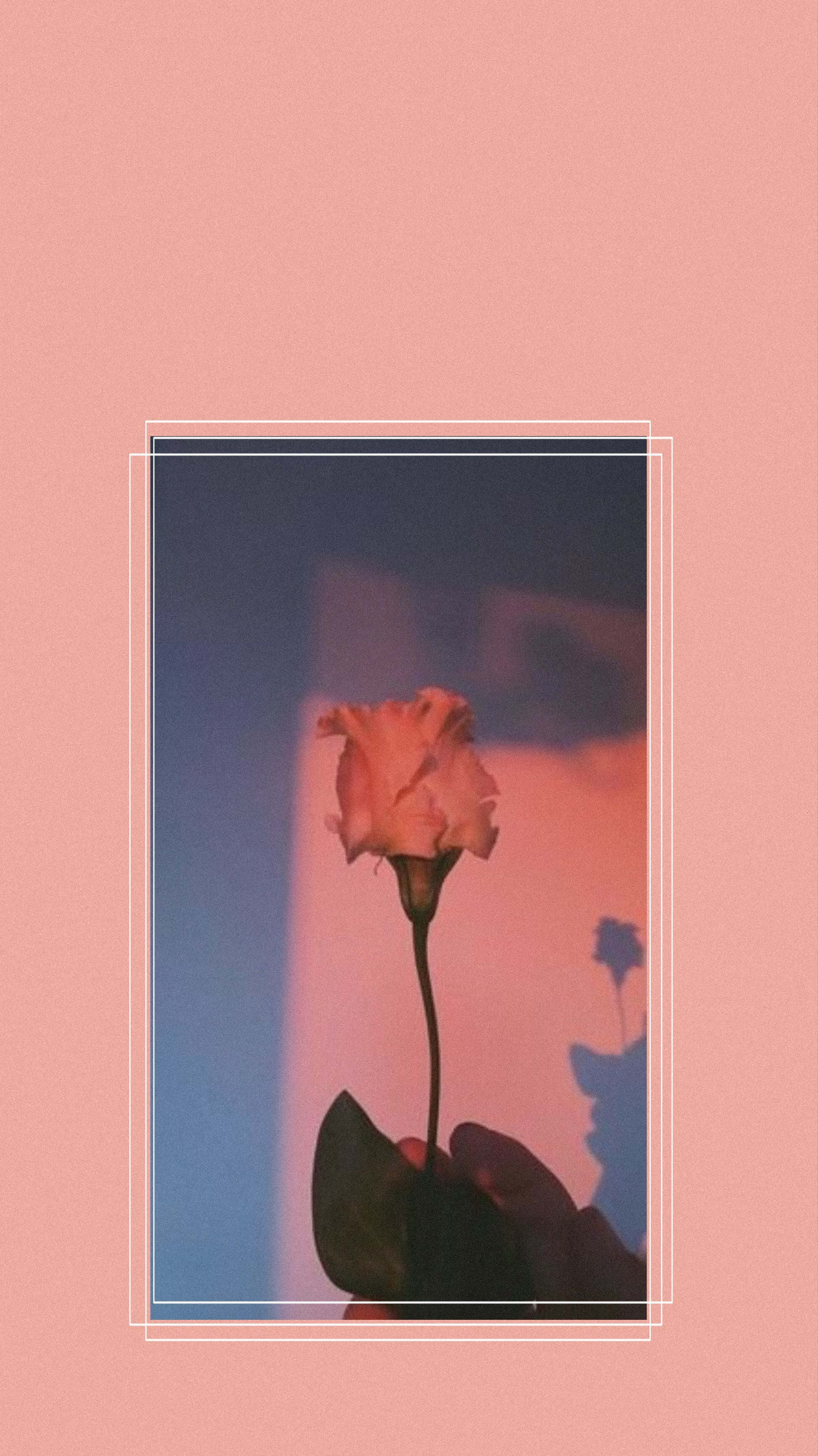 pink rose, dreamy blue and pink gradient, soft geometric framing, 2K Phone Wallpaper