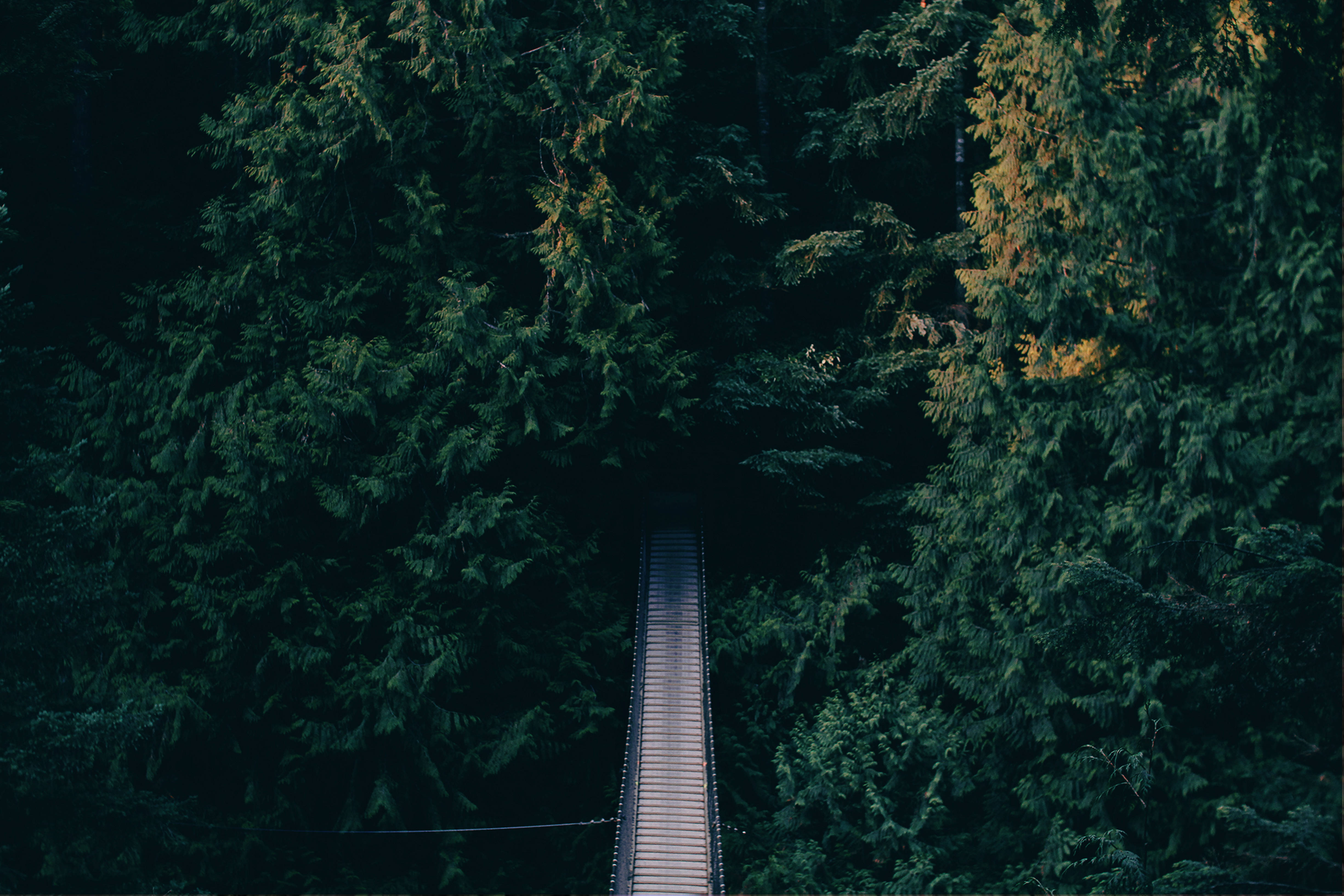 hanging bridge, wooden walkway, dense dark green forest, 4K Desktop Wallpaper