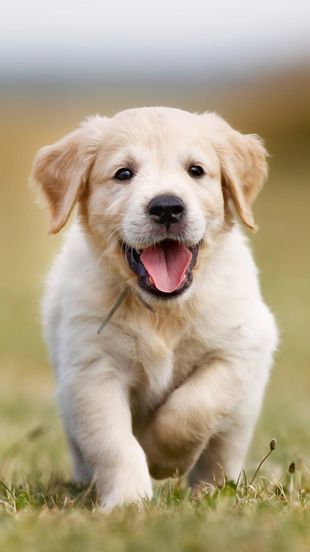 8K iPhone, golden retriever puppy, grassy field, Full HD Phone Wallpaper