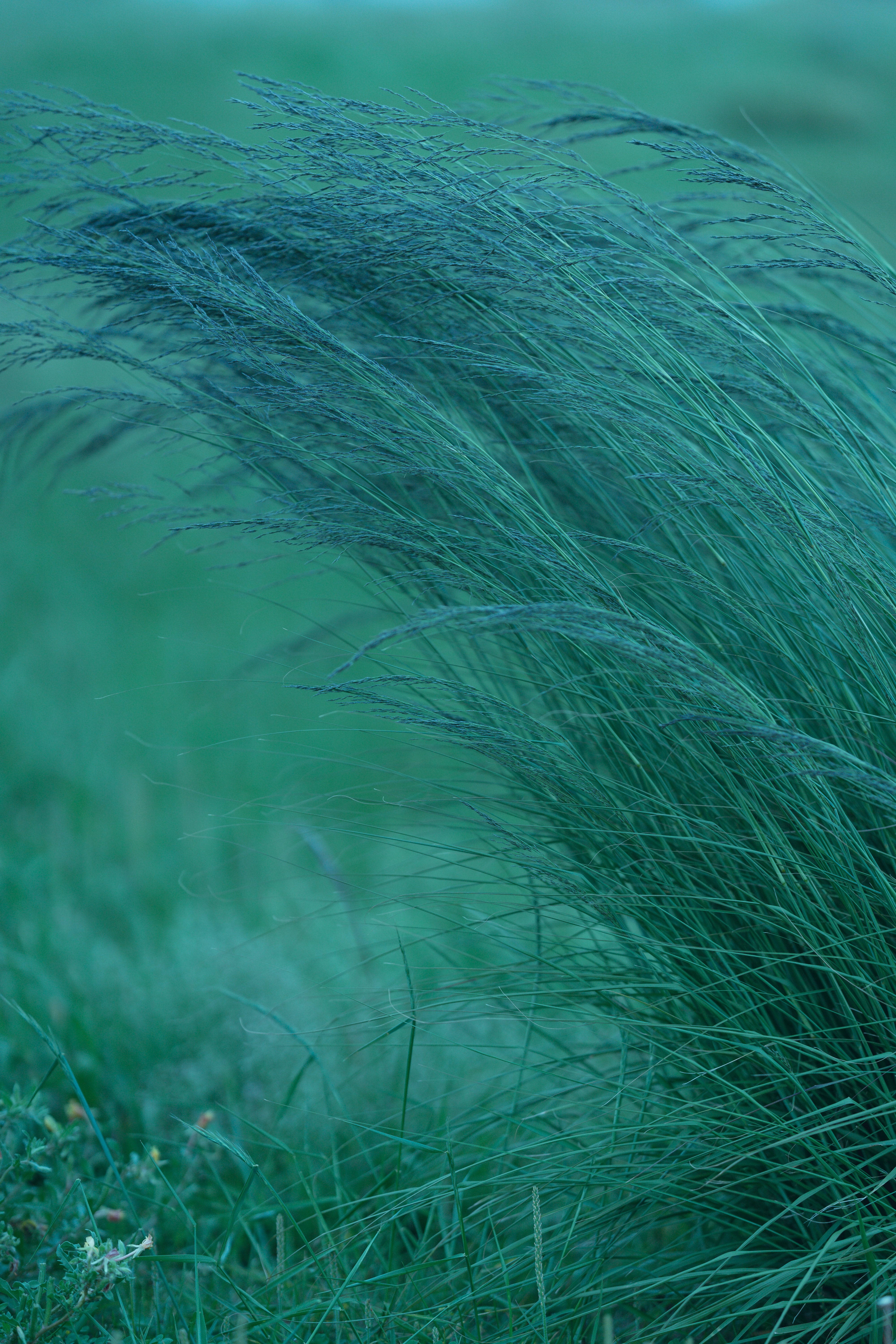 bushy native grass, 8K Phone, teal sky, 5K Phone Wallpaper