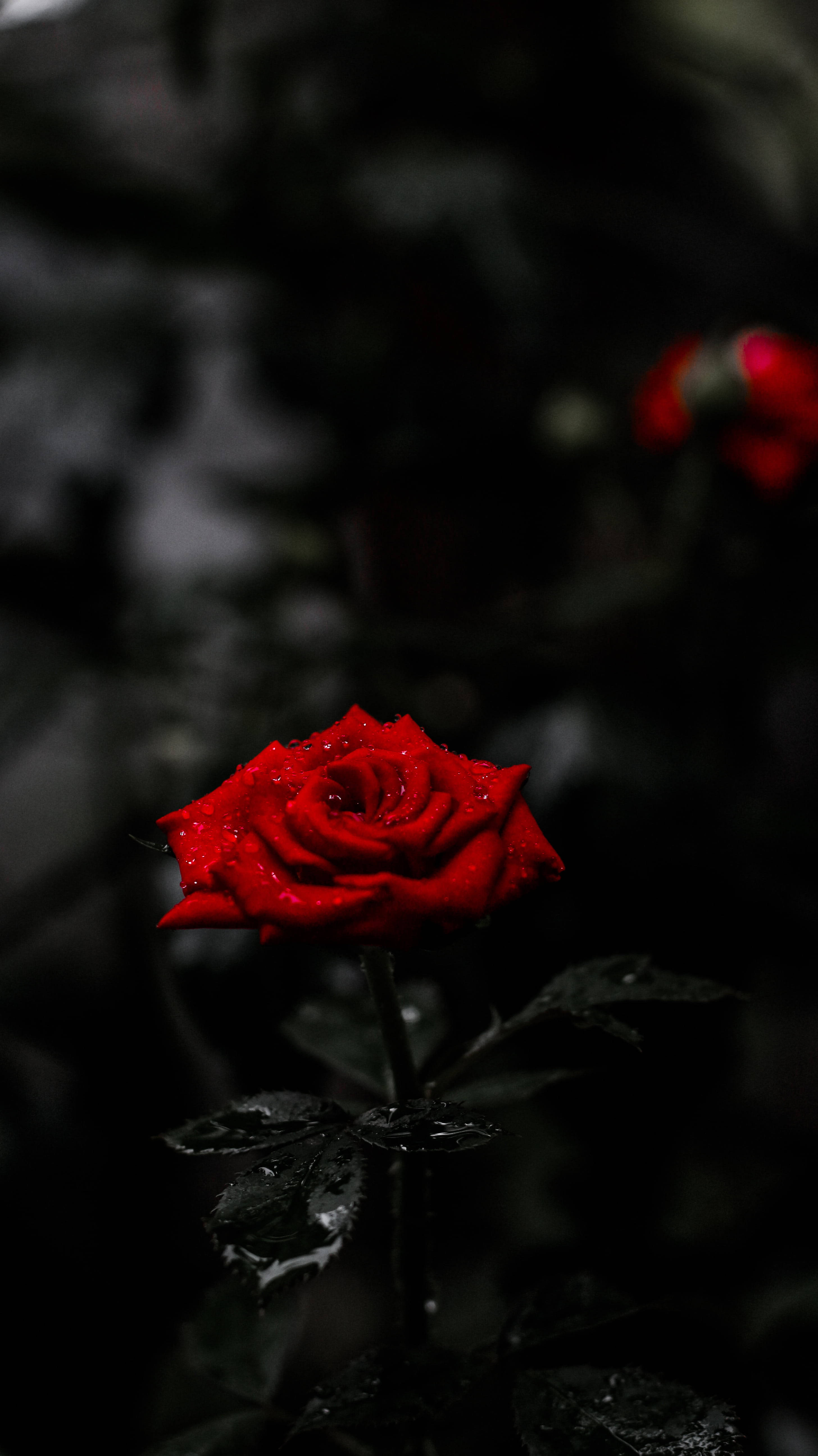 red rose, dew, black background, 5K Phone Wallpaper