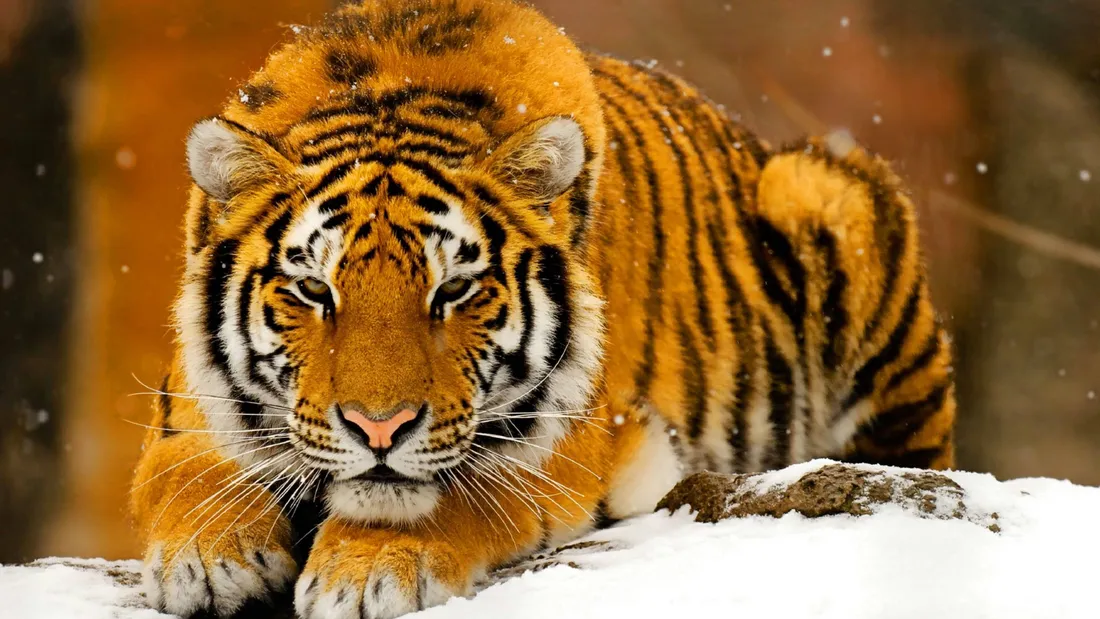 8K Tiger UHD