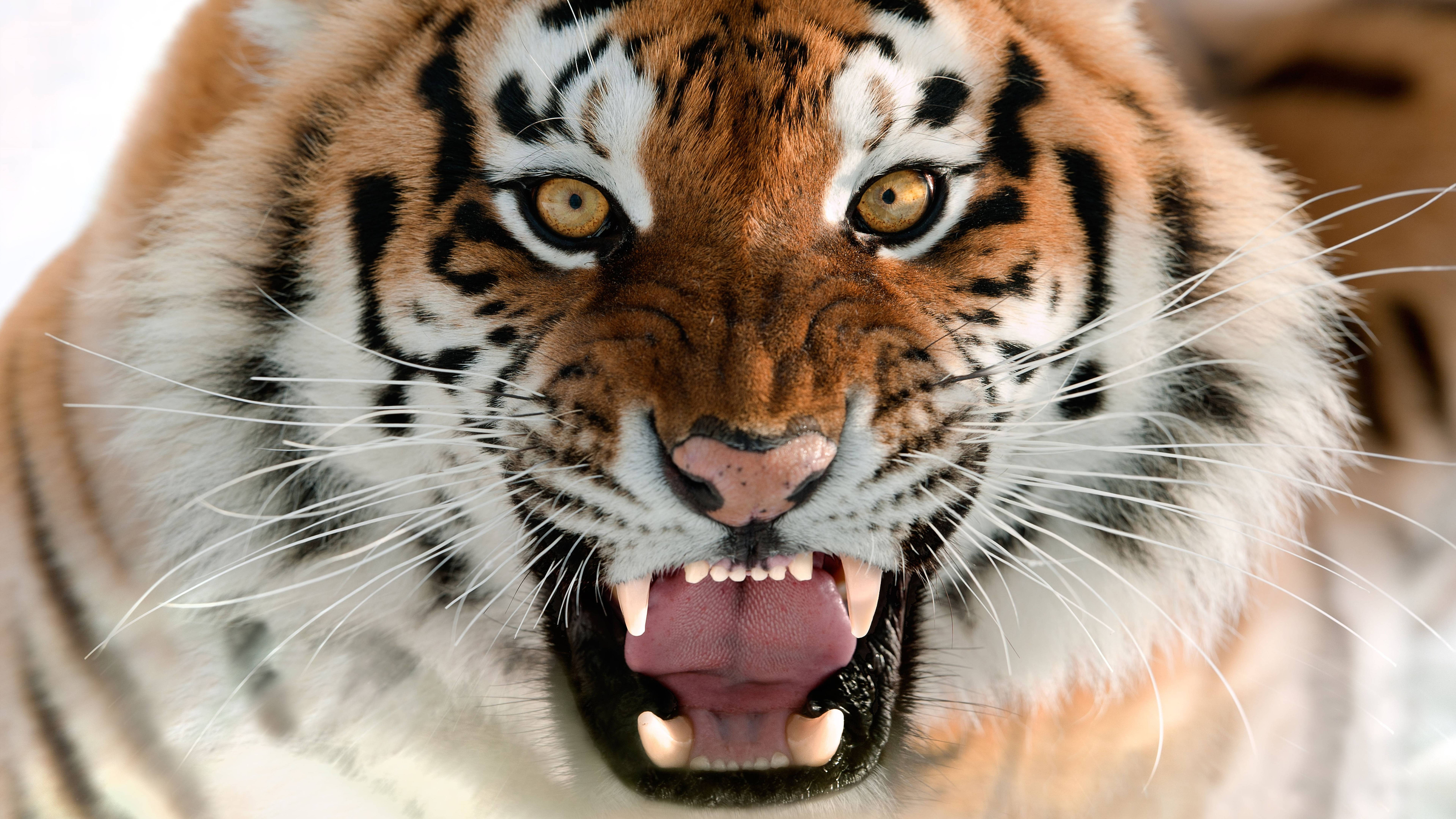 8K Tiger UHD, tiger, snarling, 8K Desktop Wallpaper