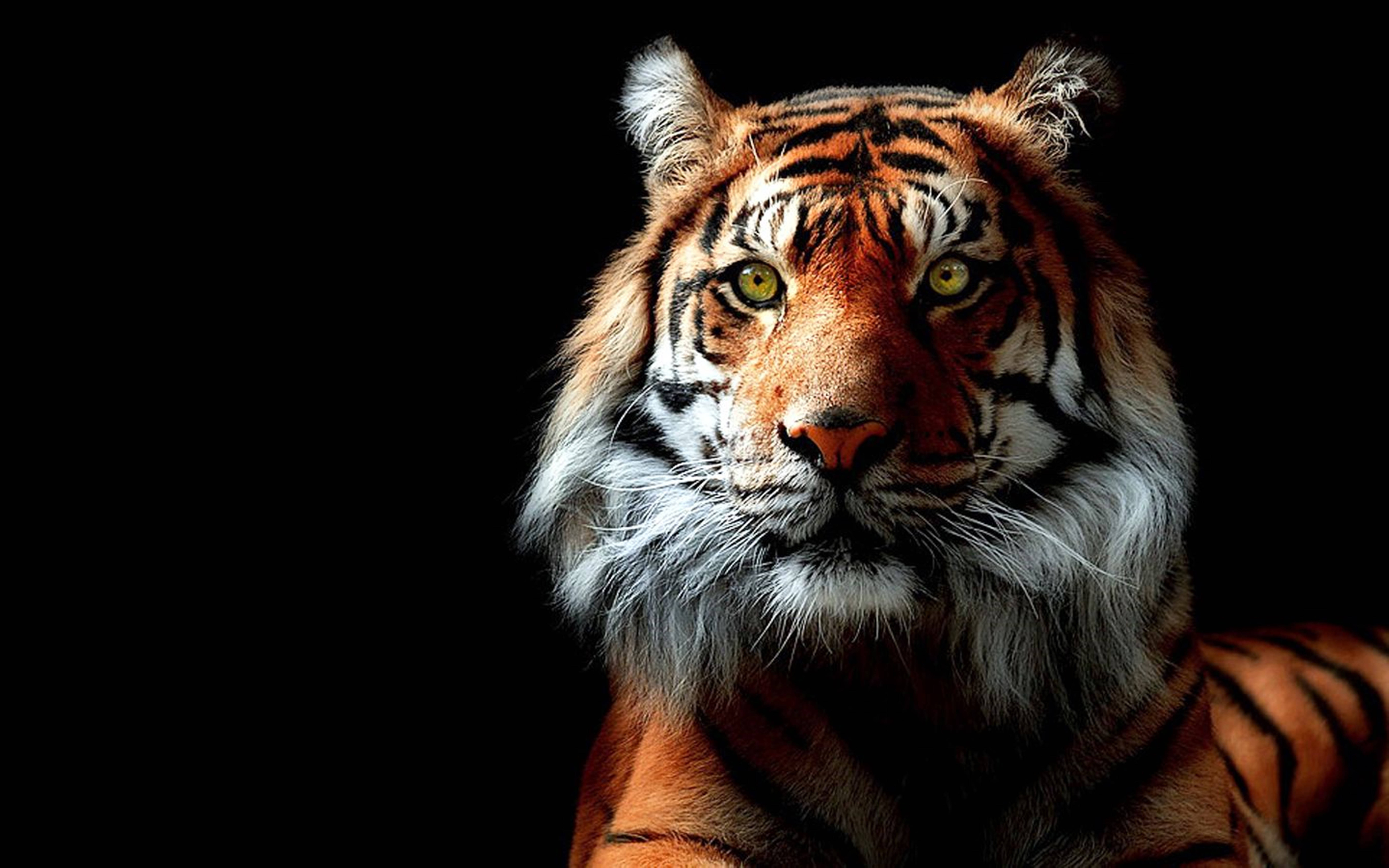 8K Tiger UHD, glowing yellow eyes, pure black background, 8K Desktop Wallpaper