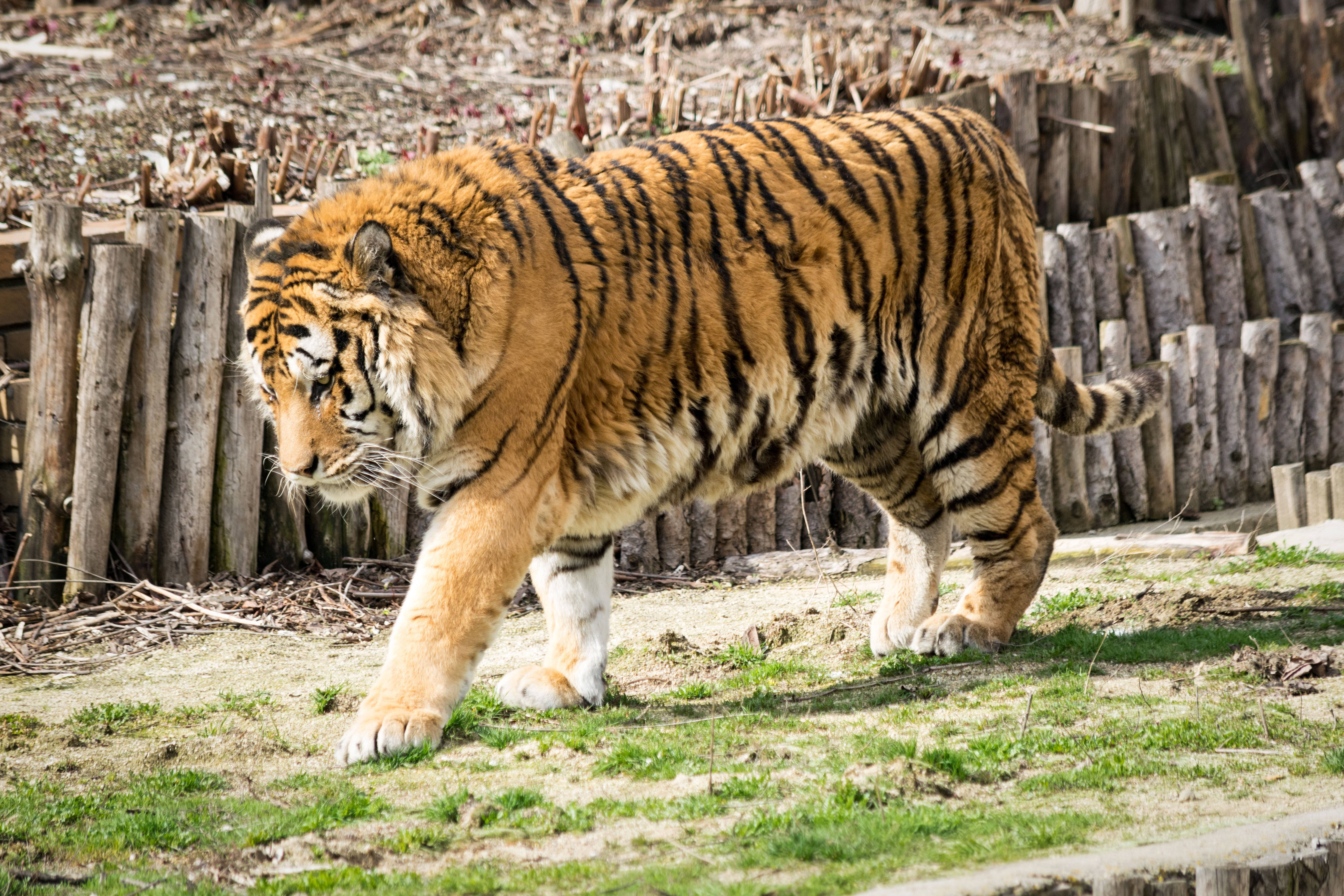 muscular animal, tiger, grassy enclosure, 5K Desktop Wallpaper
