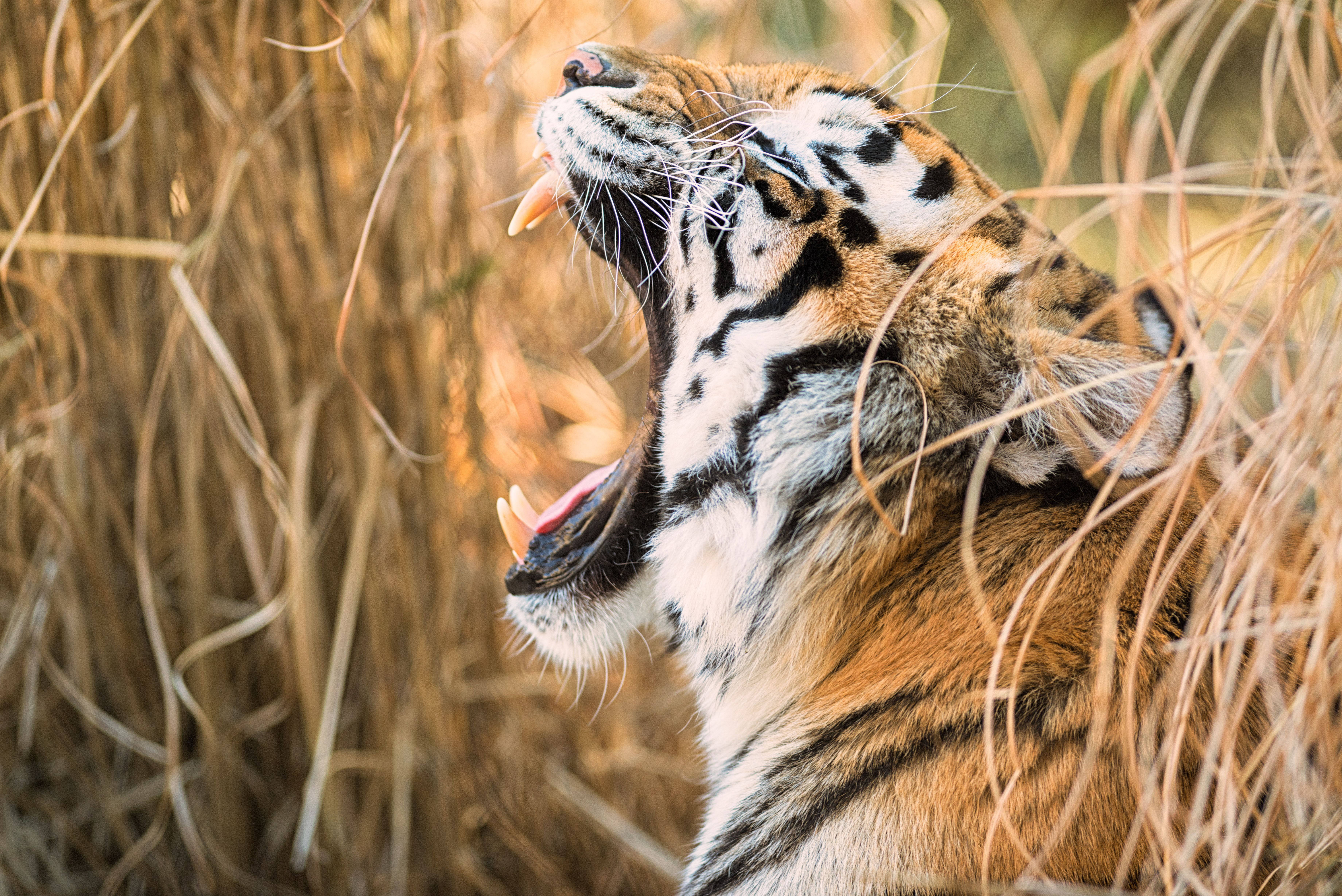 8K Tiger UHD, tiger, wide gaping mouth, 5K Desktop Wallpaper