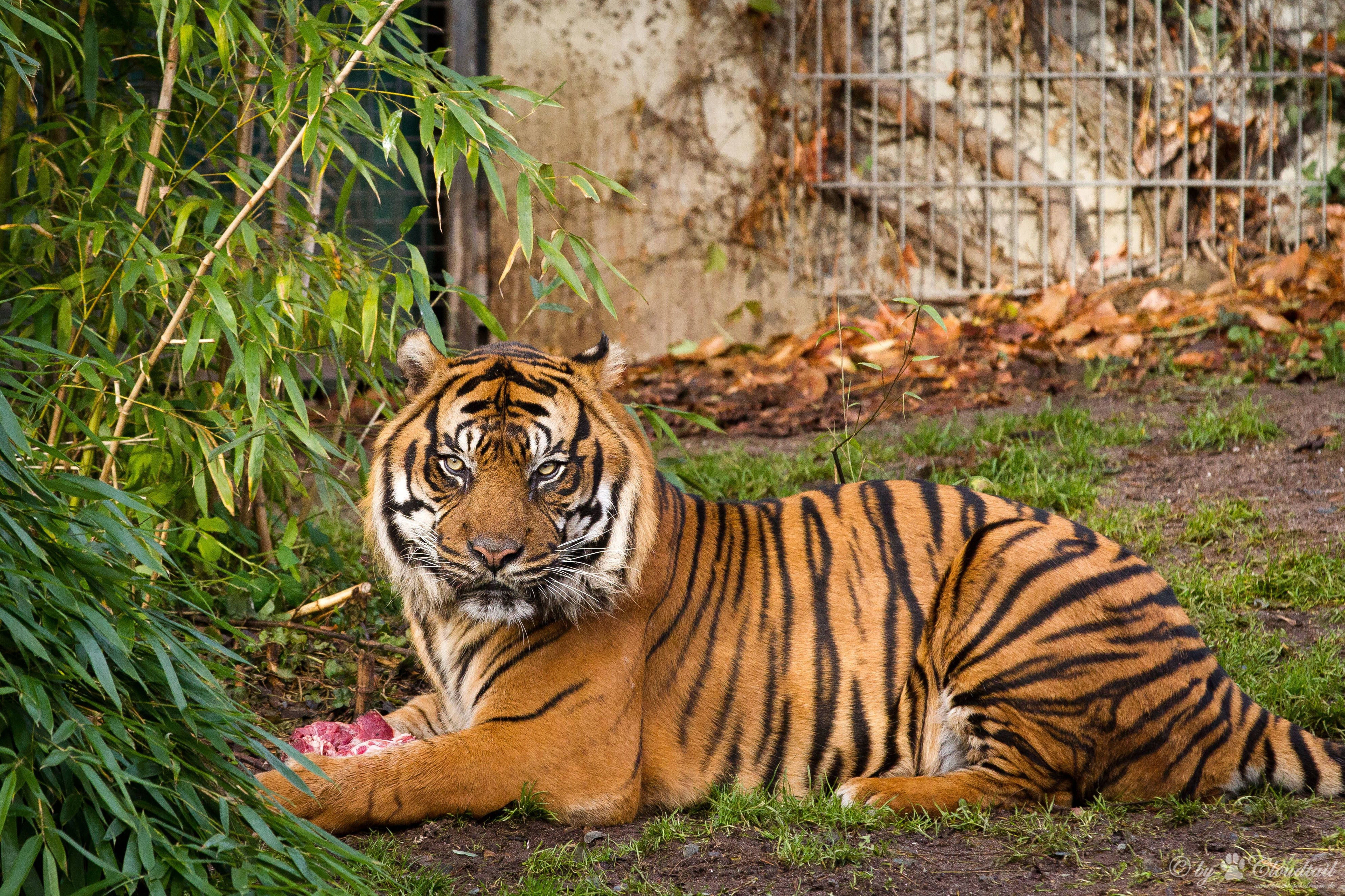 8K Tiger UHD, tiger, bamboo, 8K Desktop Wallpaper