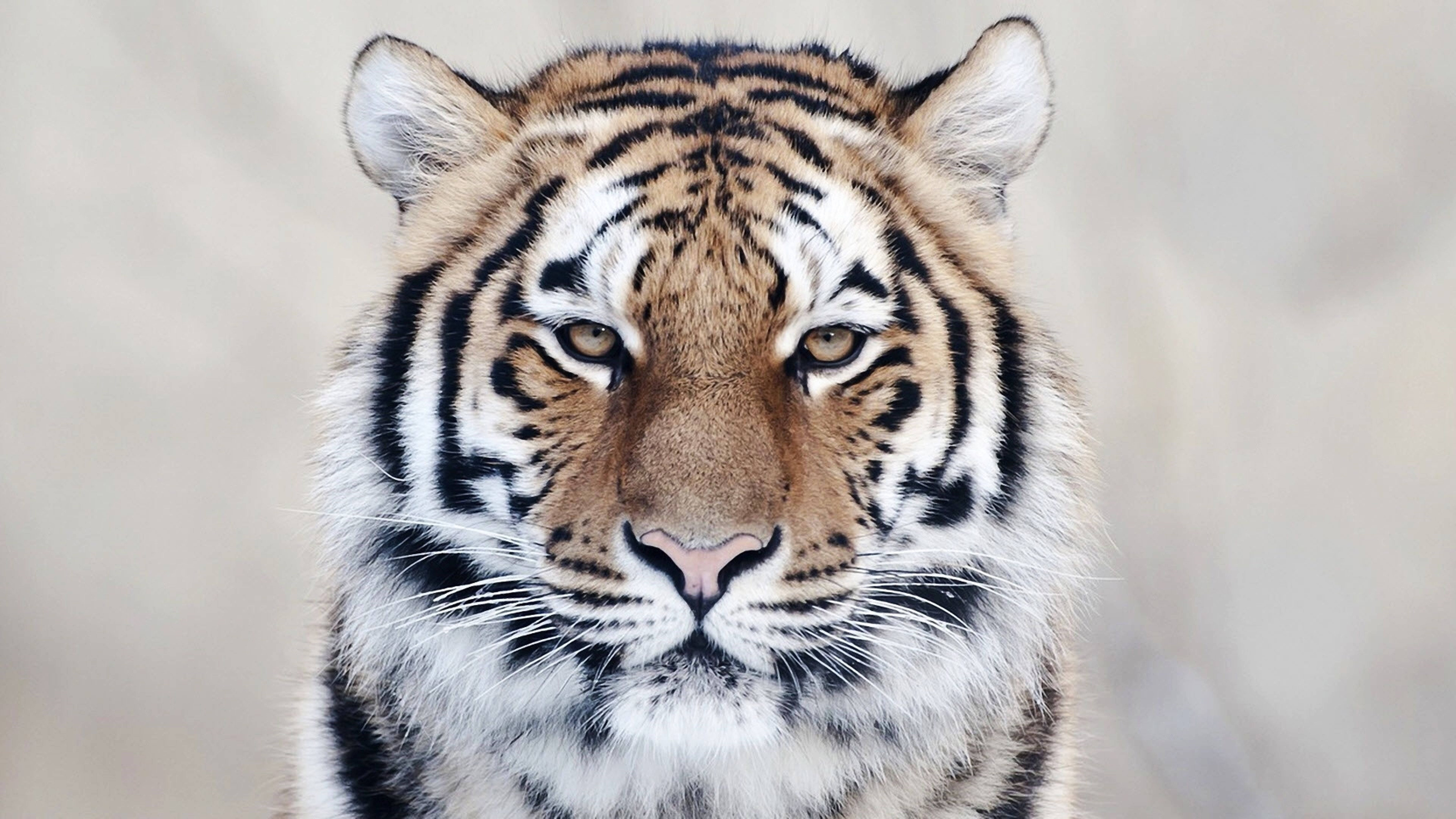 8K Tiger UHD, tiger, fierce gaze, 8K Desktop Wallpaper