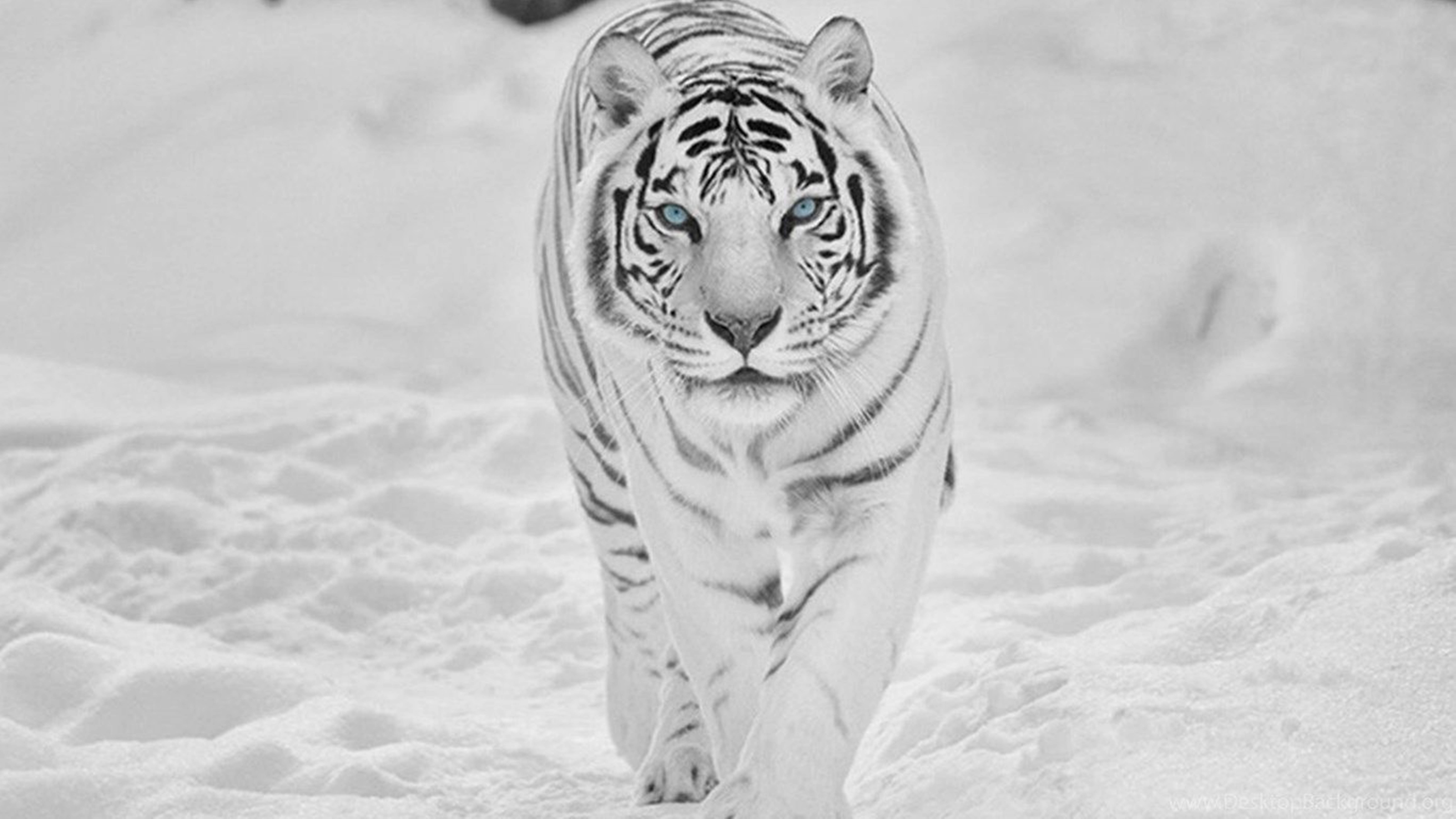 8K Tiger UHD, white tiger, piercing blue eyes, 8K Desktop Wallpaper