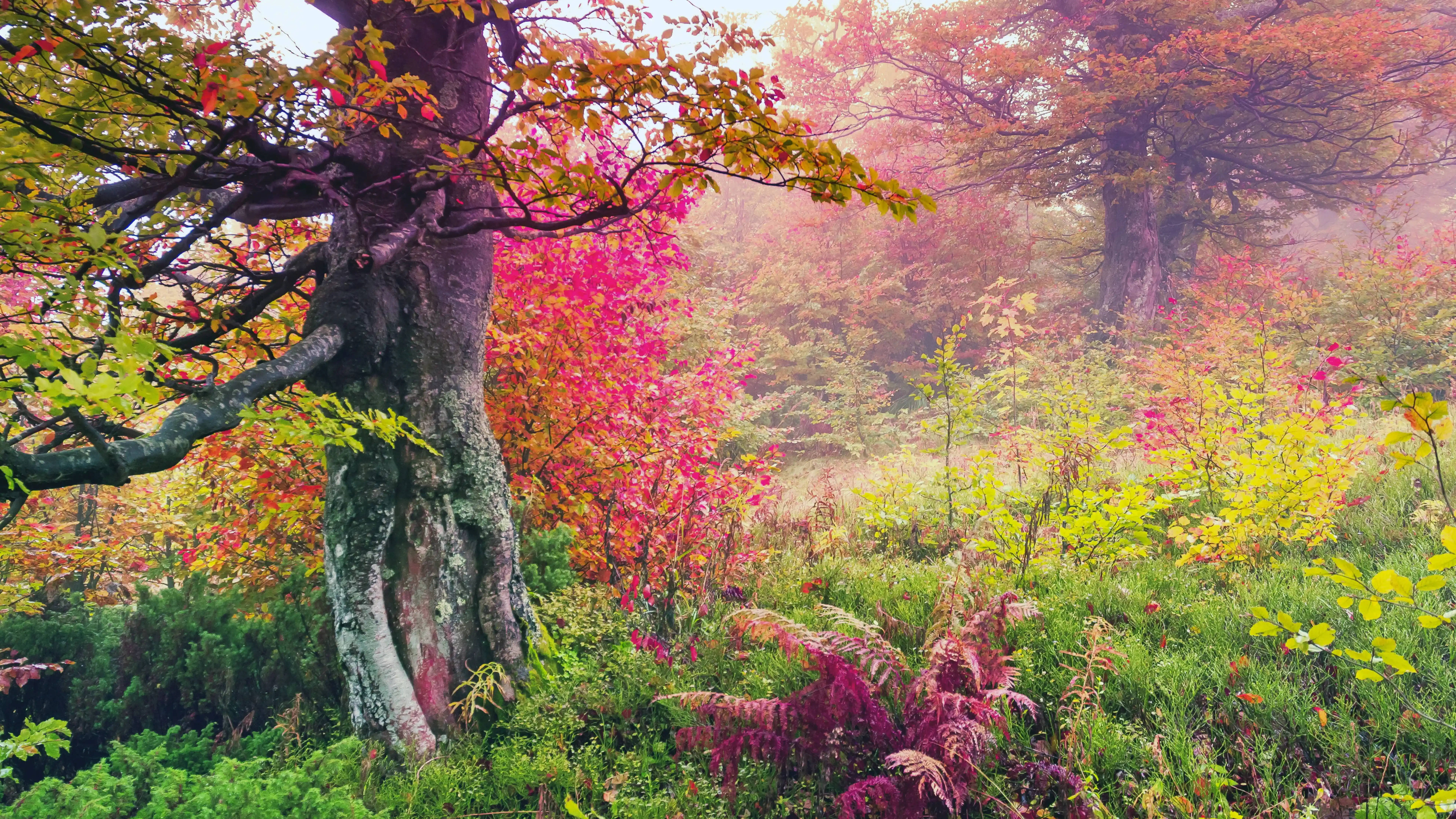 8K Ultra HD Nature, flowery forest, misty forest, 8K Desktop Wallpaper