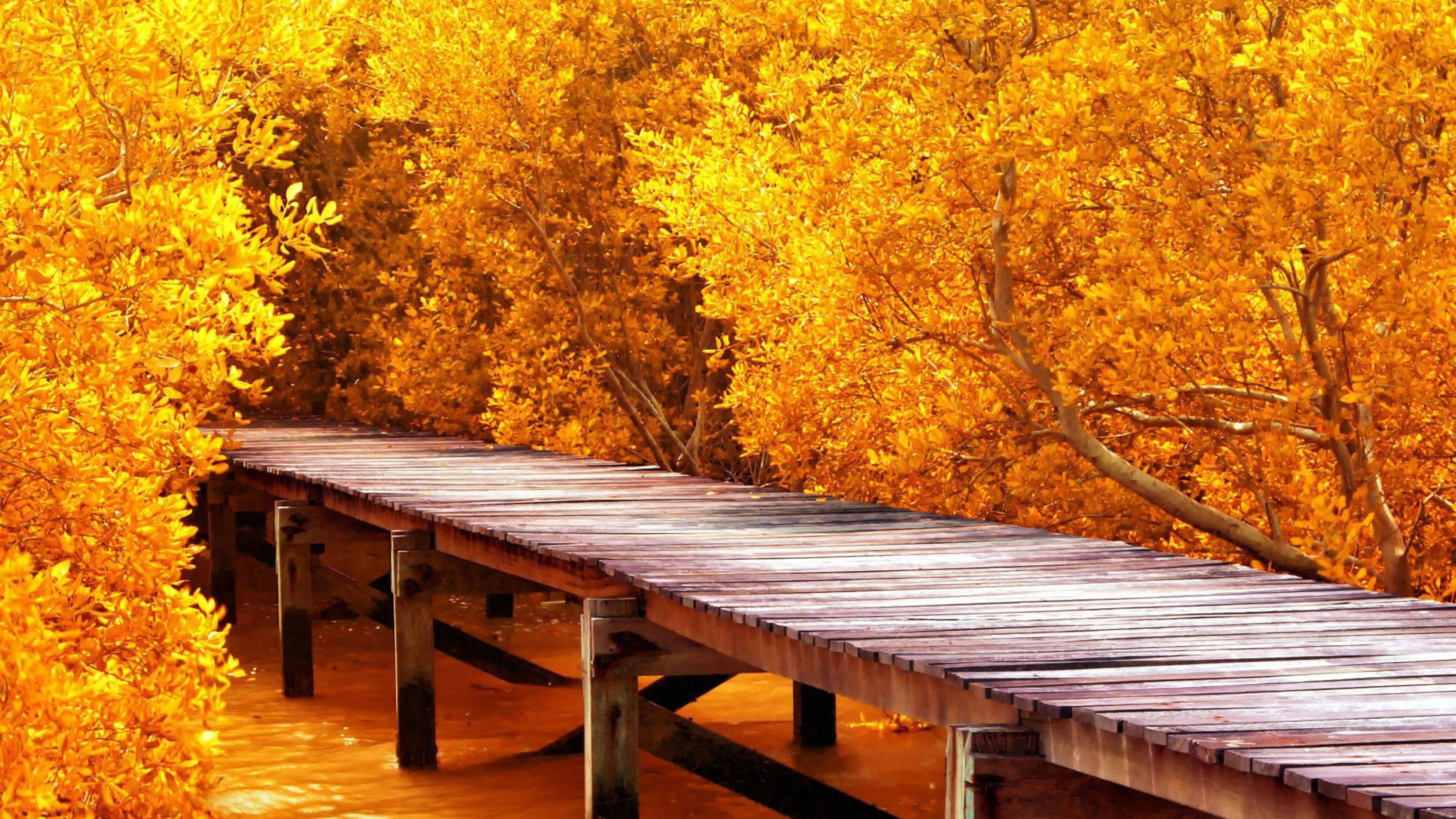 8K Ultra HD Nature, autumn bridge, wooden boardwalk, 8K Desktop Wallpaper