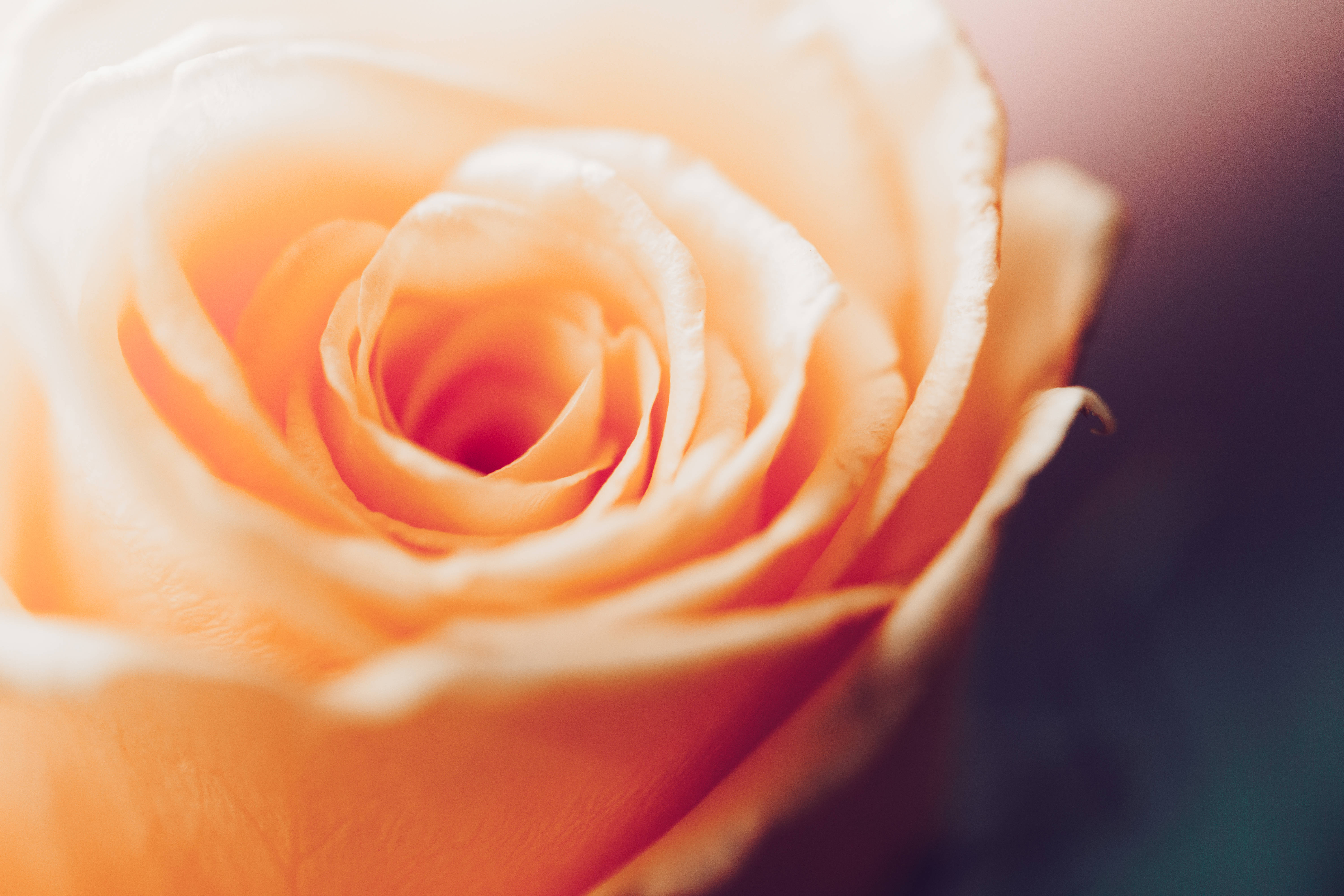 8K Ultra HD, vintage orange rose, peach rose, 5K Desktop Wallpaper