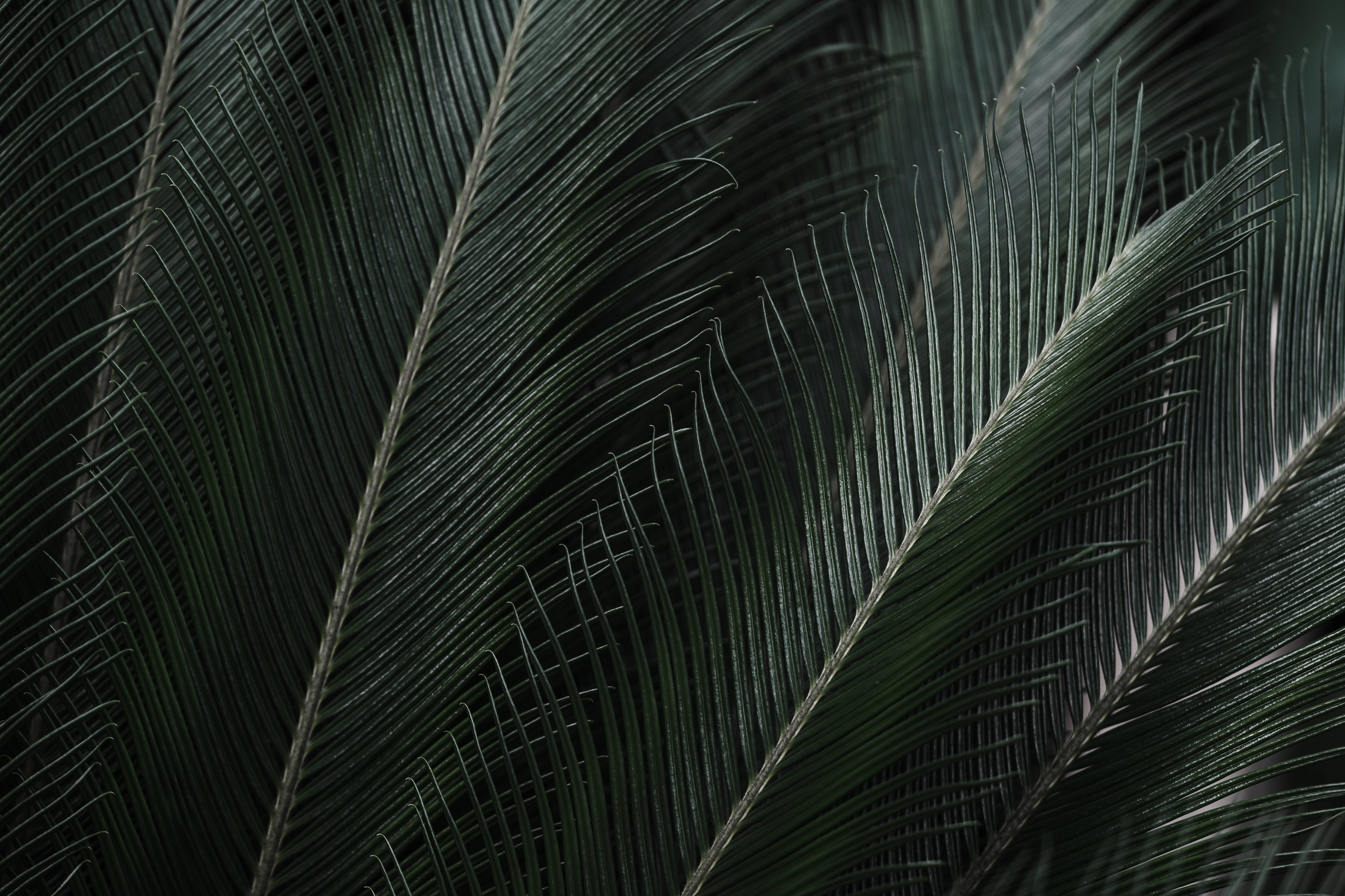 8K Ultra HD, tropical palm leaves, dark green cycad fronds, 4K Desktop Wallpaper