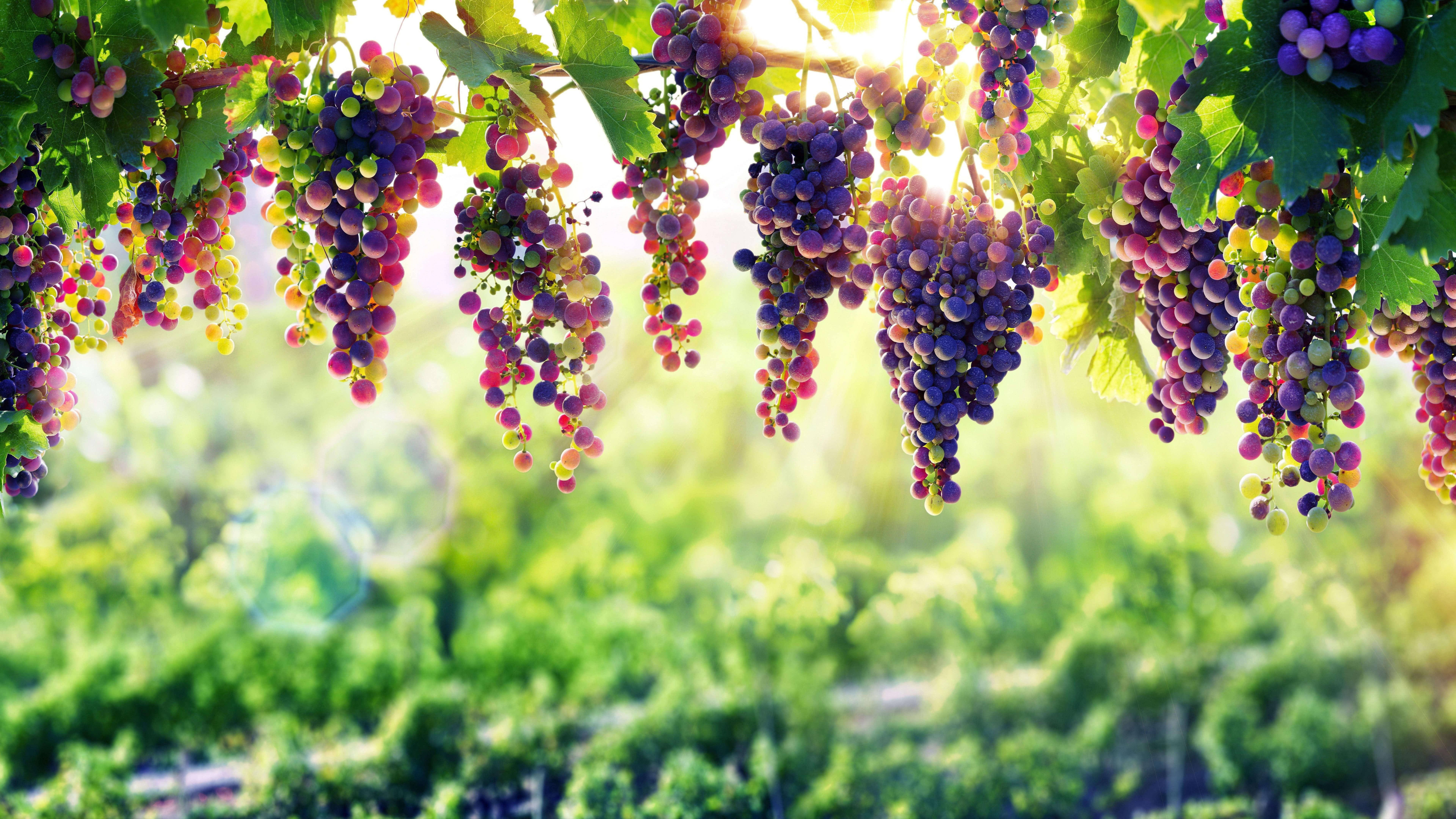 8K Ultra HD, purple grapes, green grapes, 8K Desktop Wallpaper