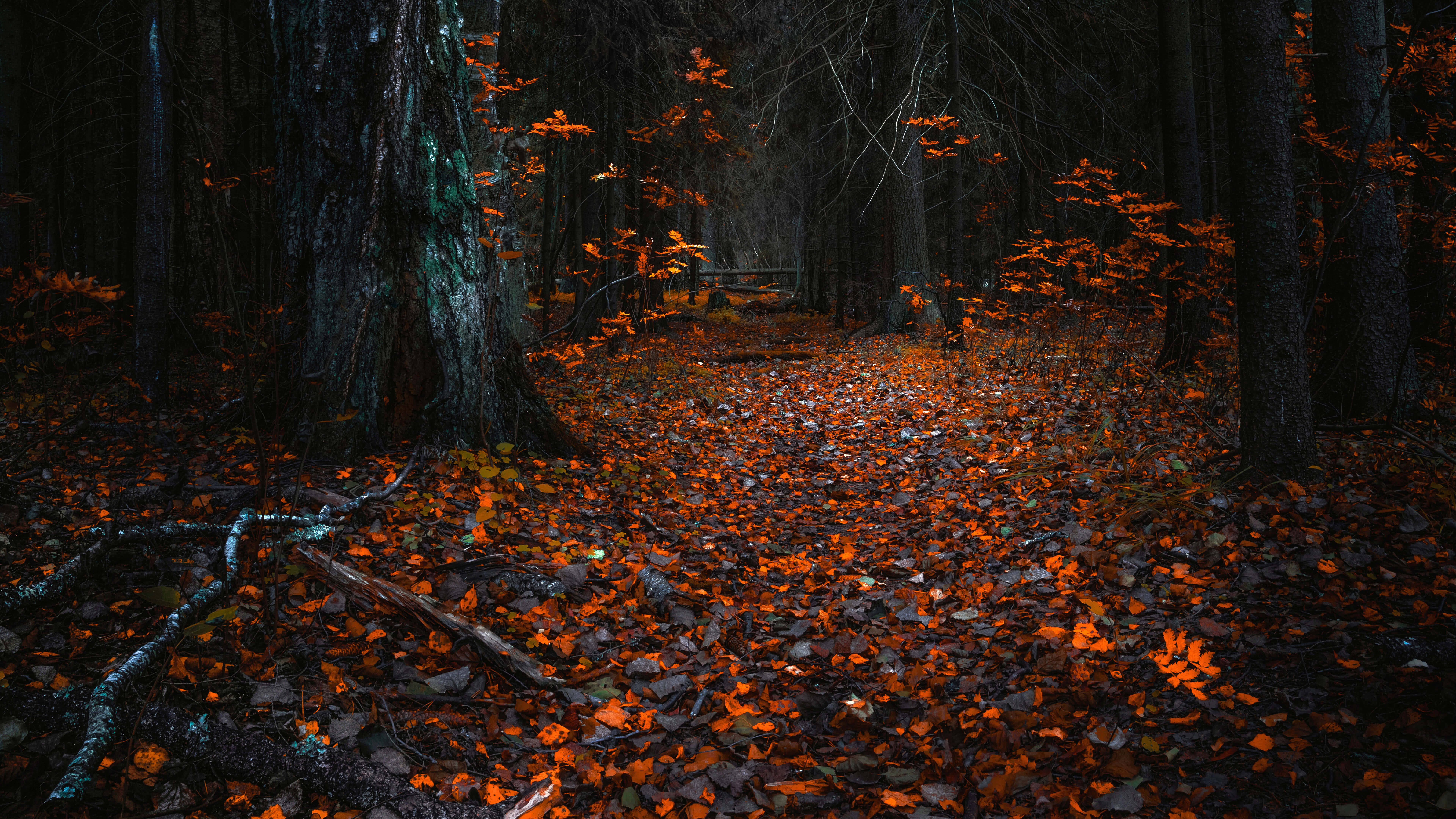 autumn leaves, glowing orange, narrow forest path, 8K Desktop Wallpaper