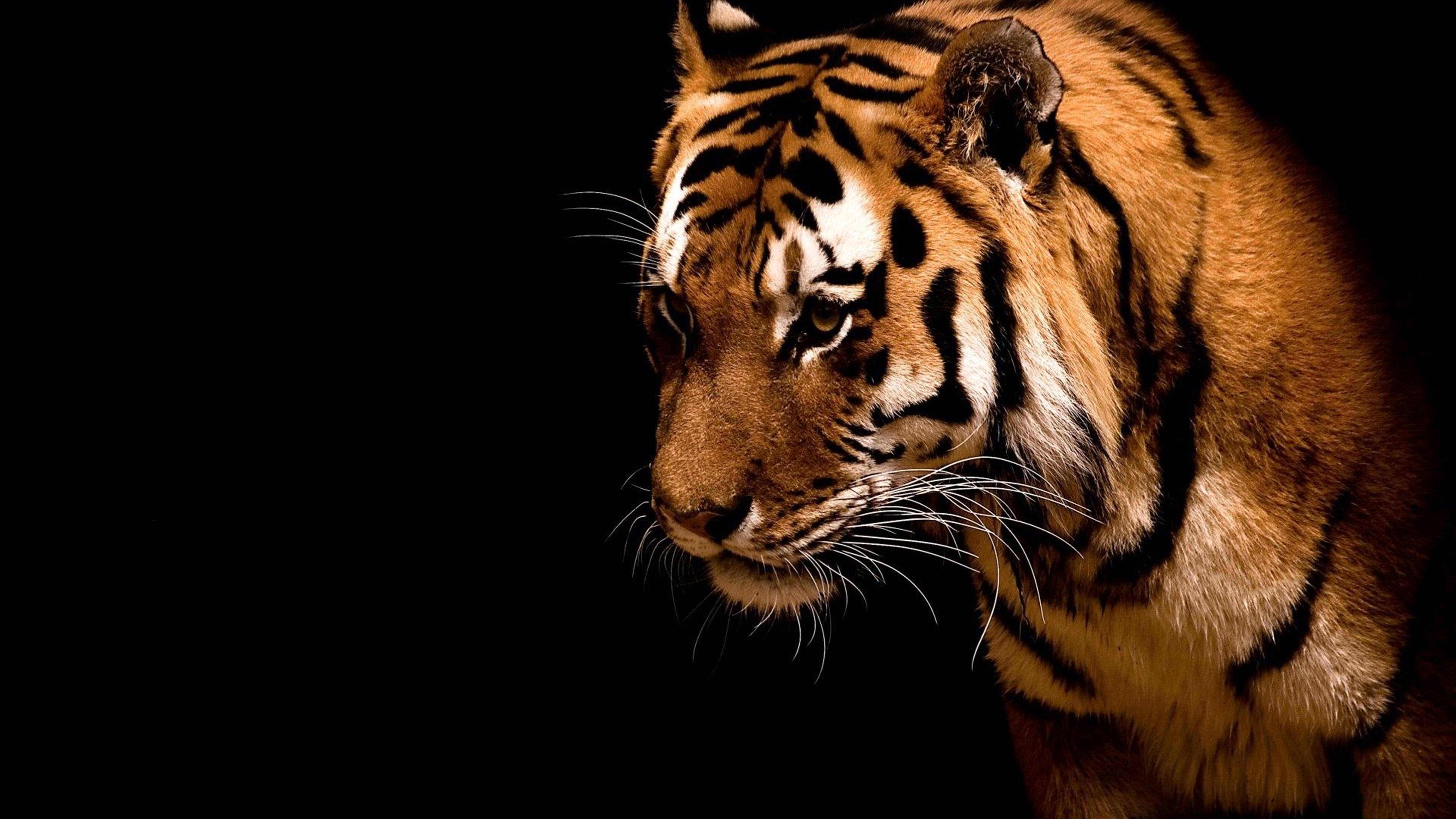 tiger, orange stripes, intense gaze, 8K Desktop Wallpaper
