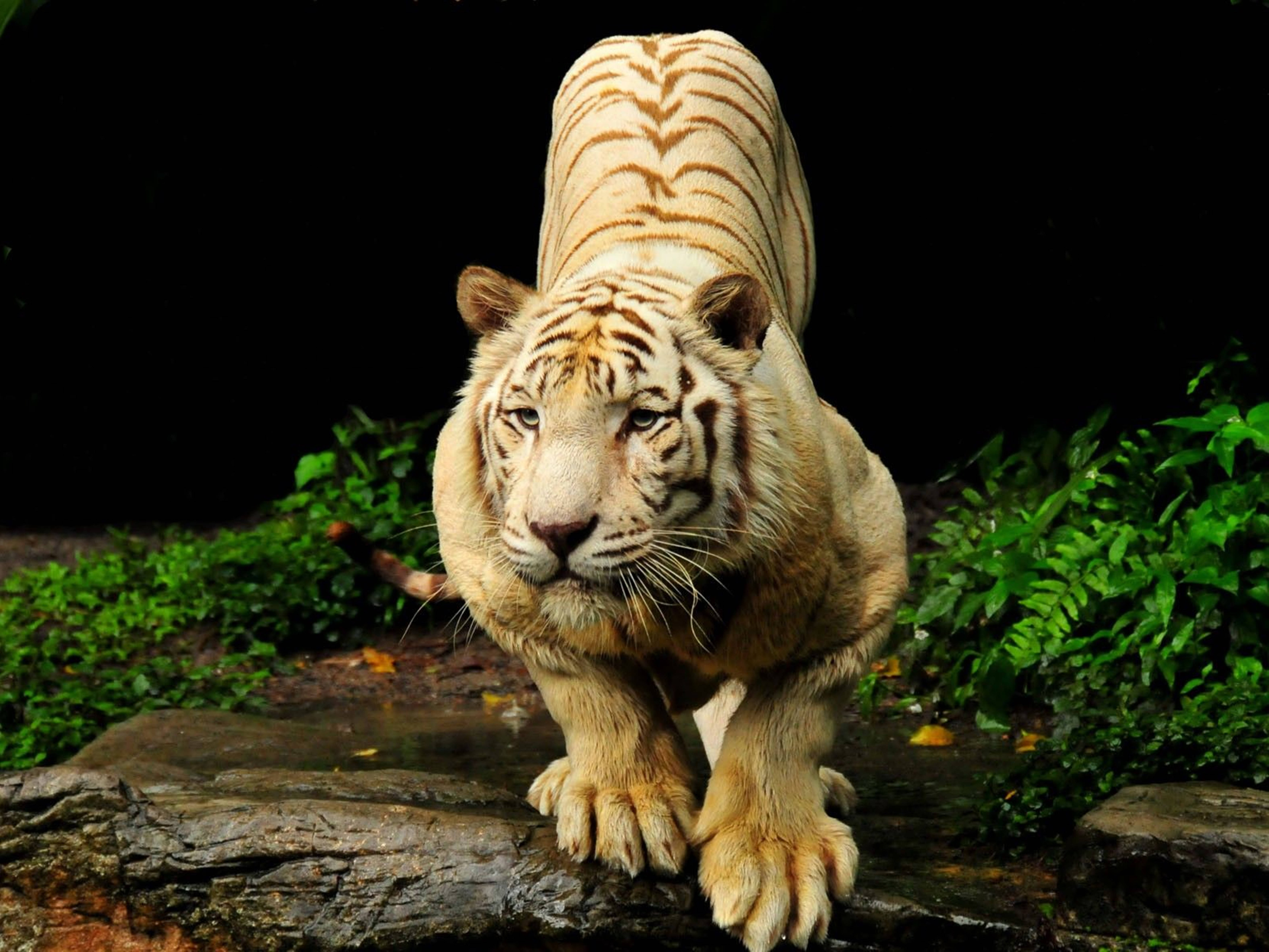 white albino animal 8k tiger, amber stripes, mossy rock, 5K Desktop Wallpaper