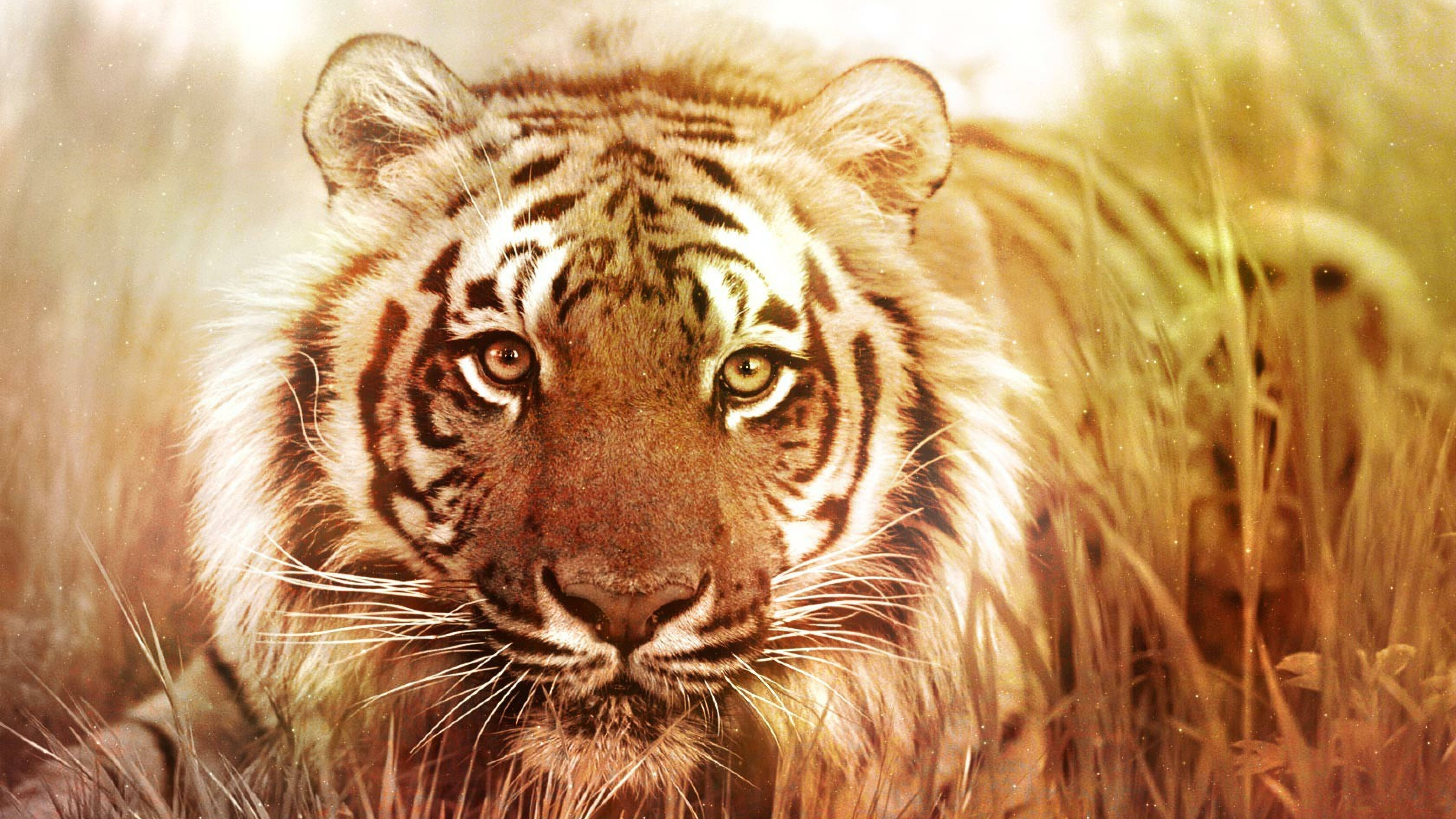 tiger, golden eyes, orange stripes, 8K Desktop Wallpaper