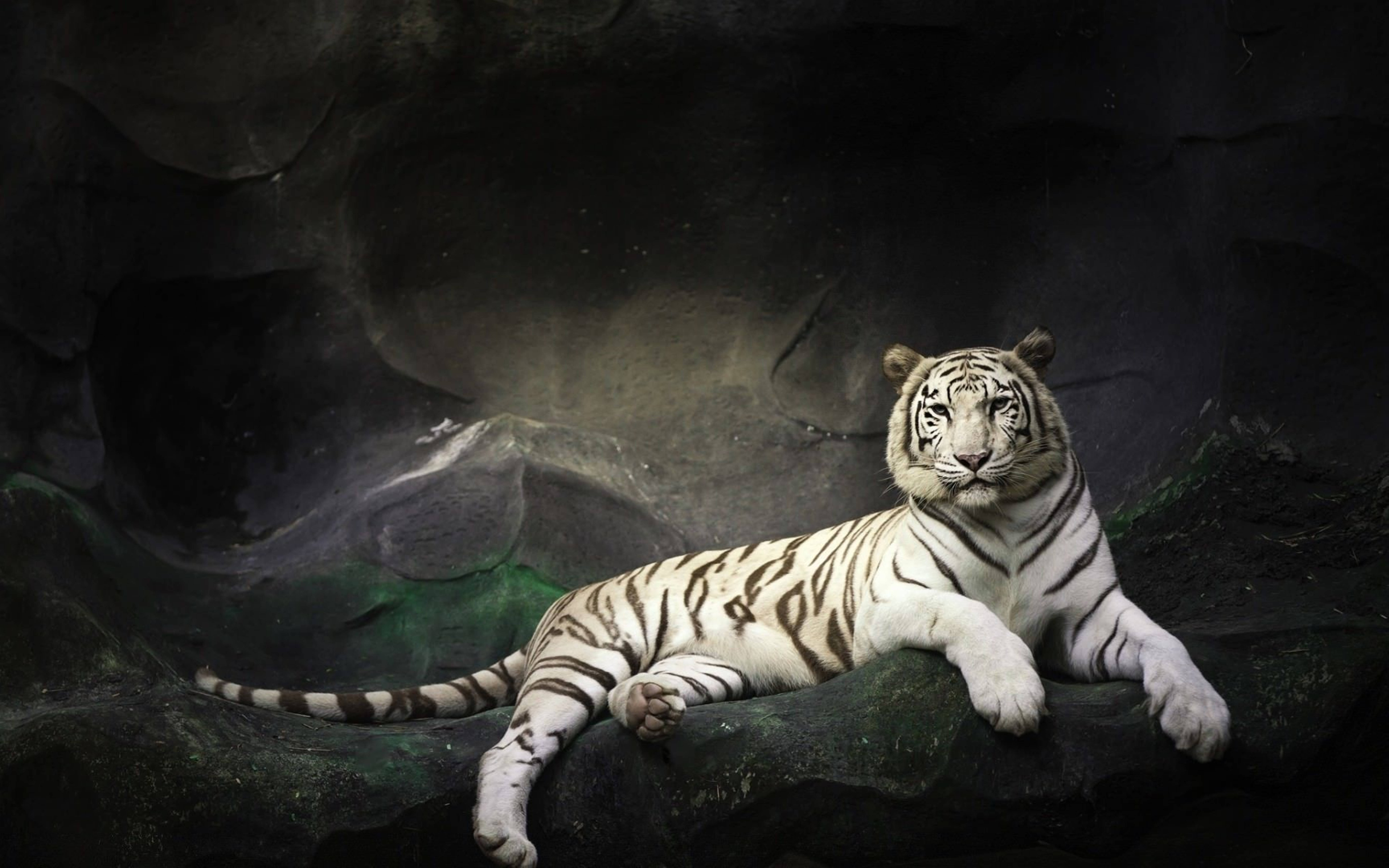 white tiger, black stripes, mossy rock, 8K Desktop Wallpaper
