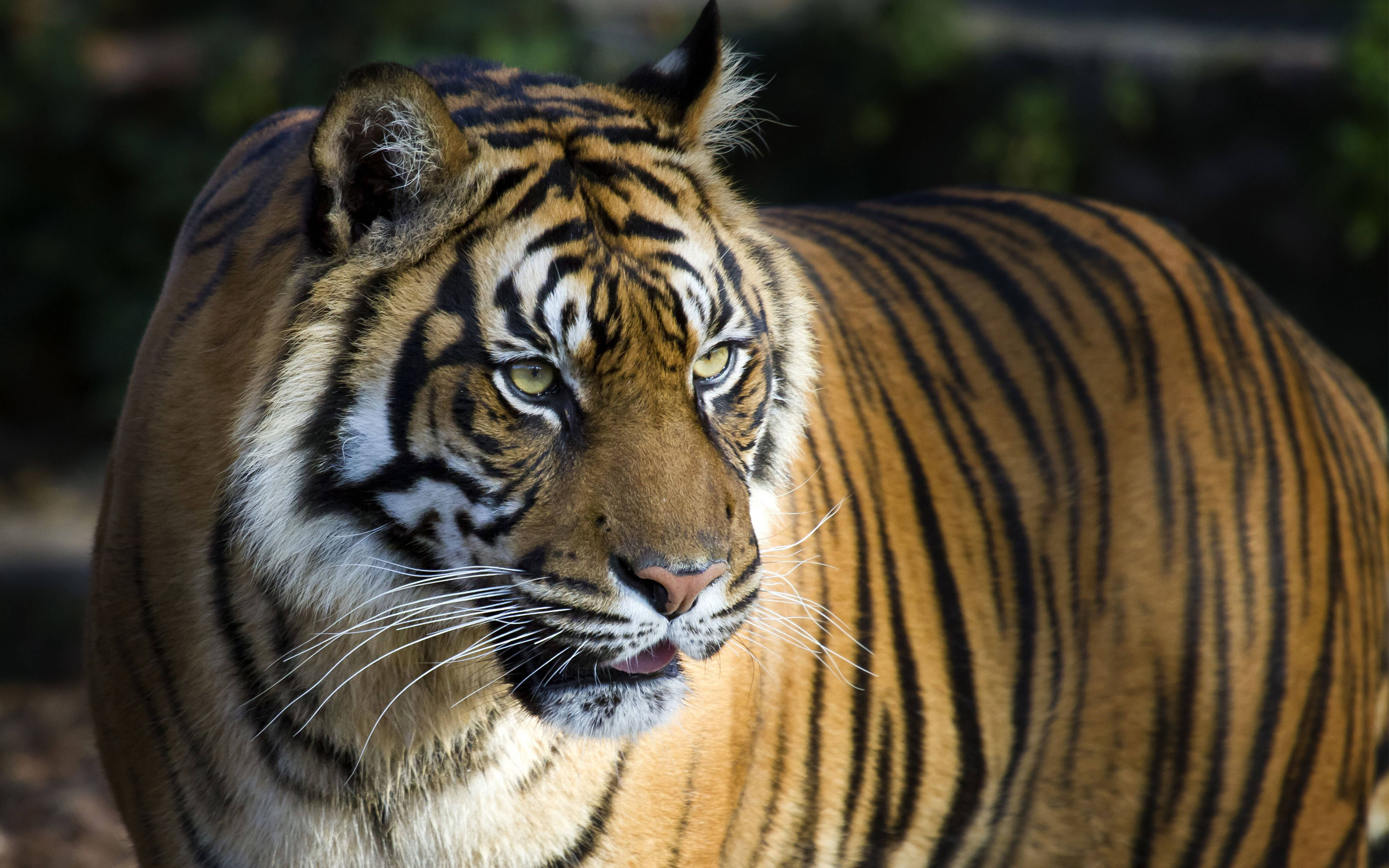 8K, tiger, orange stripes, 8K Desktop Wallpaper