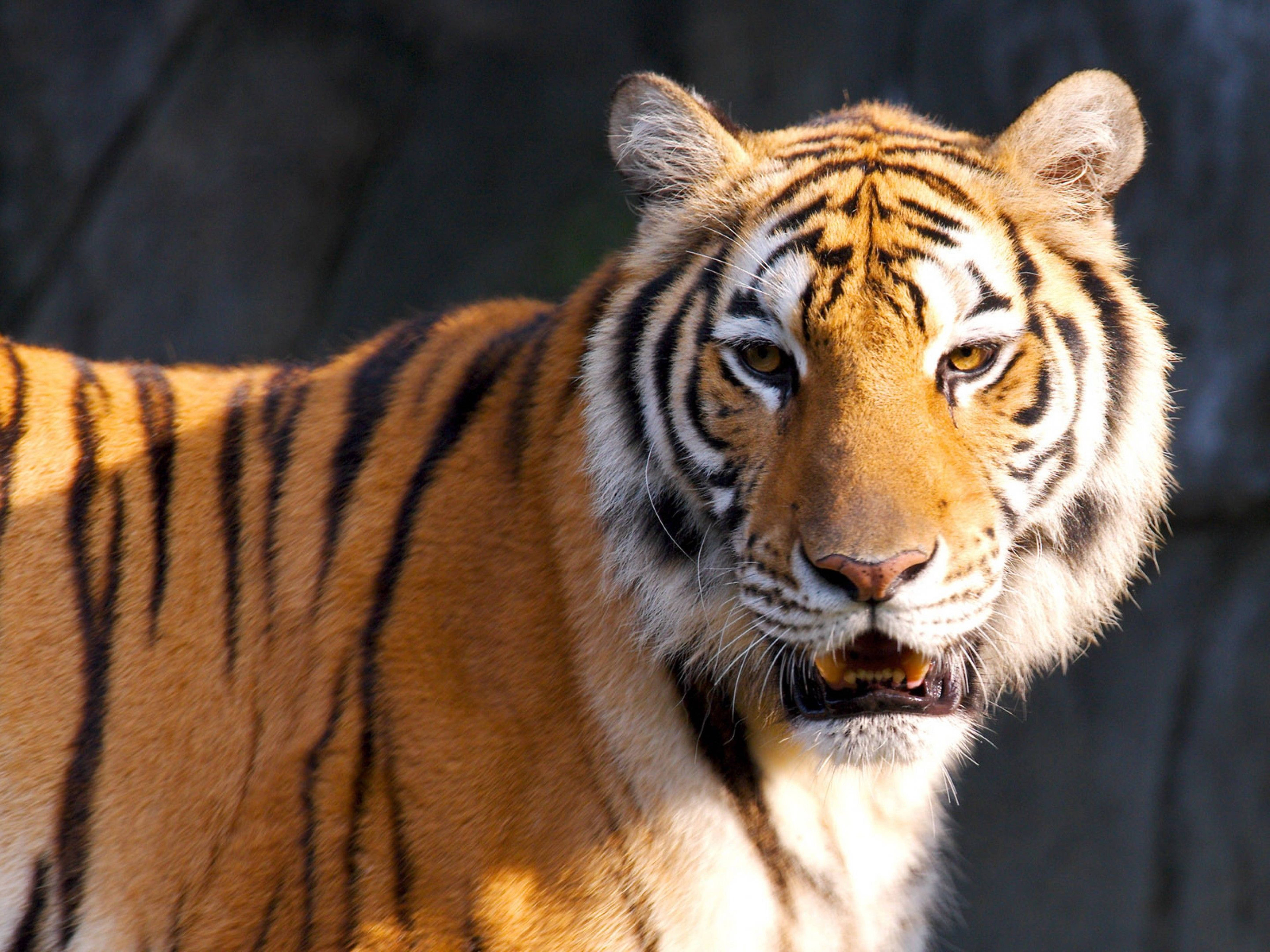 Sumatran tiger, orange fur, black stripes, 5K Desktop Wallpaper