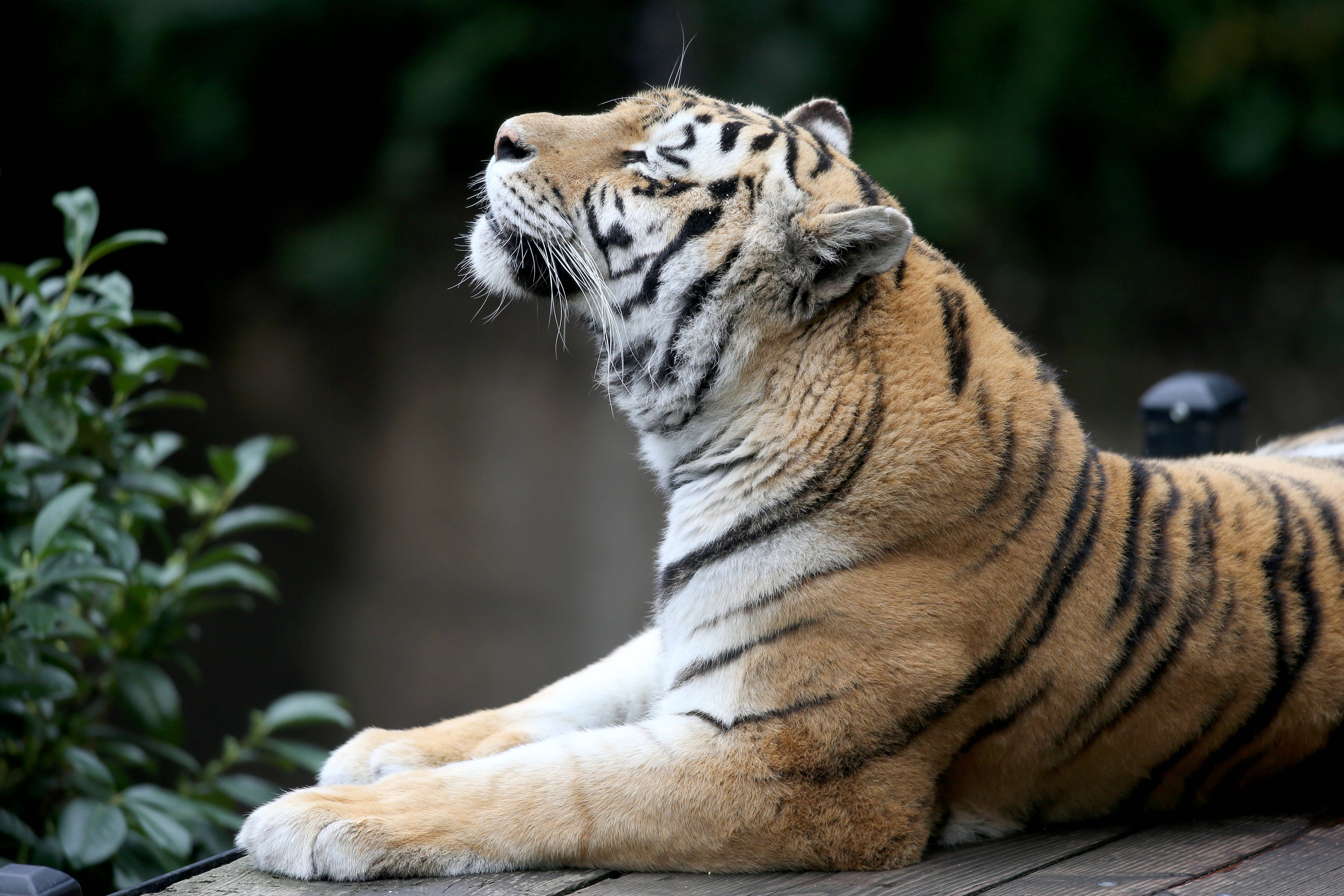 8K, tiger, wooden planks, 5K Desktop Wallpaper