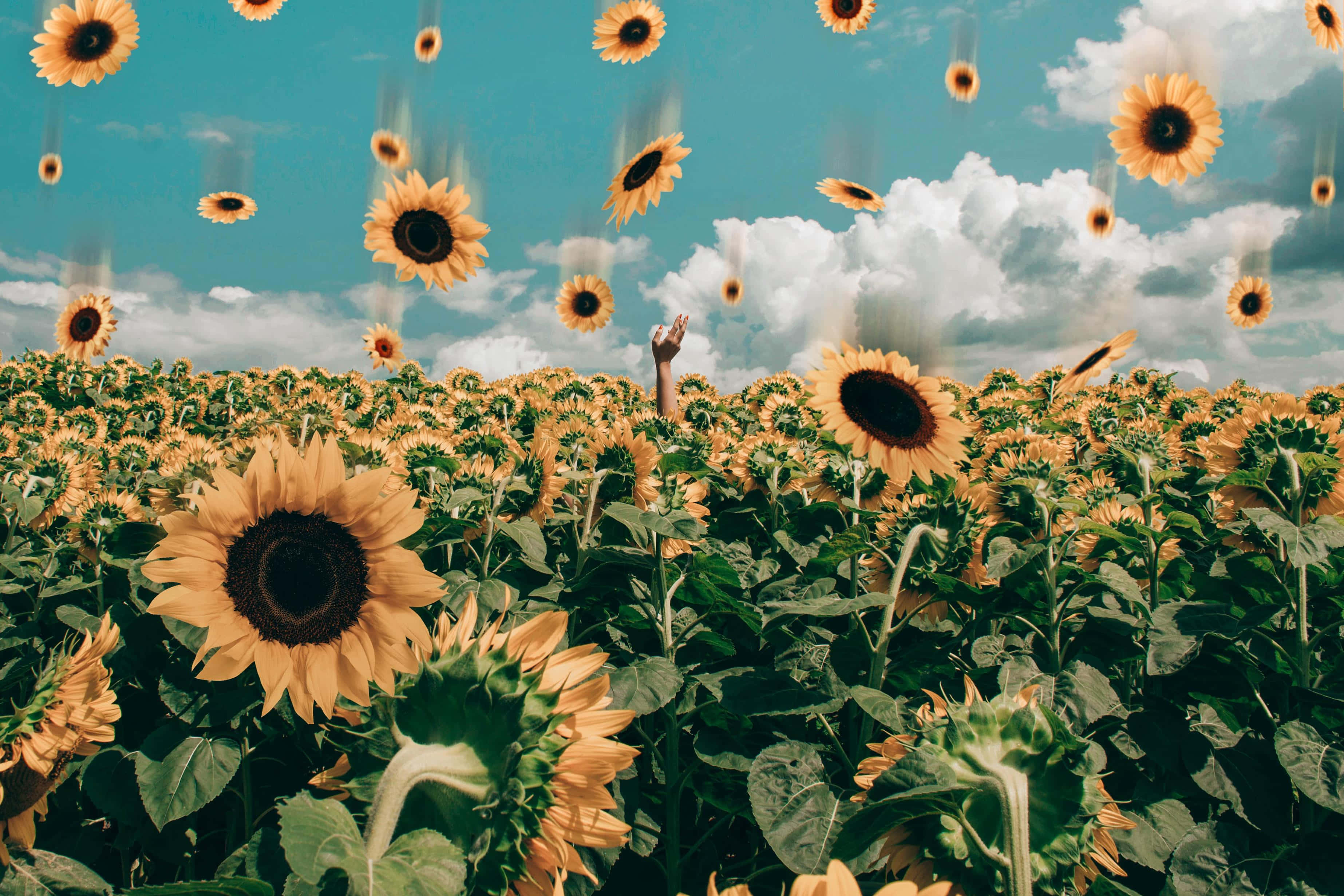 sunflower field, blue sky, white clouds, 2K Desktop Wallpaper