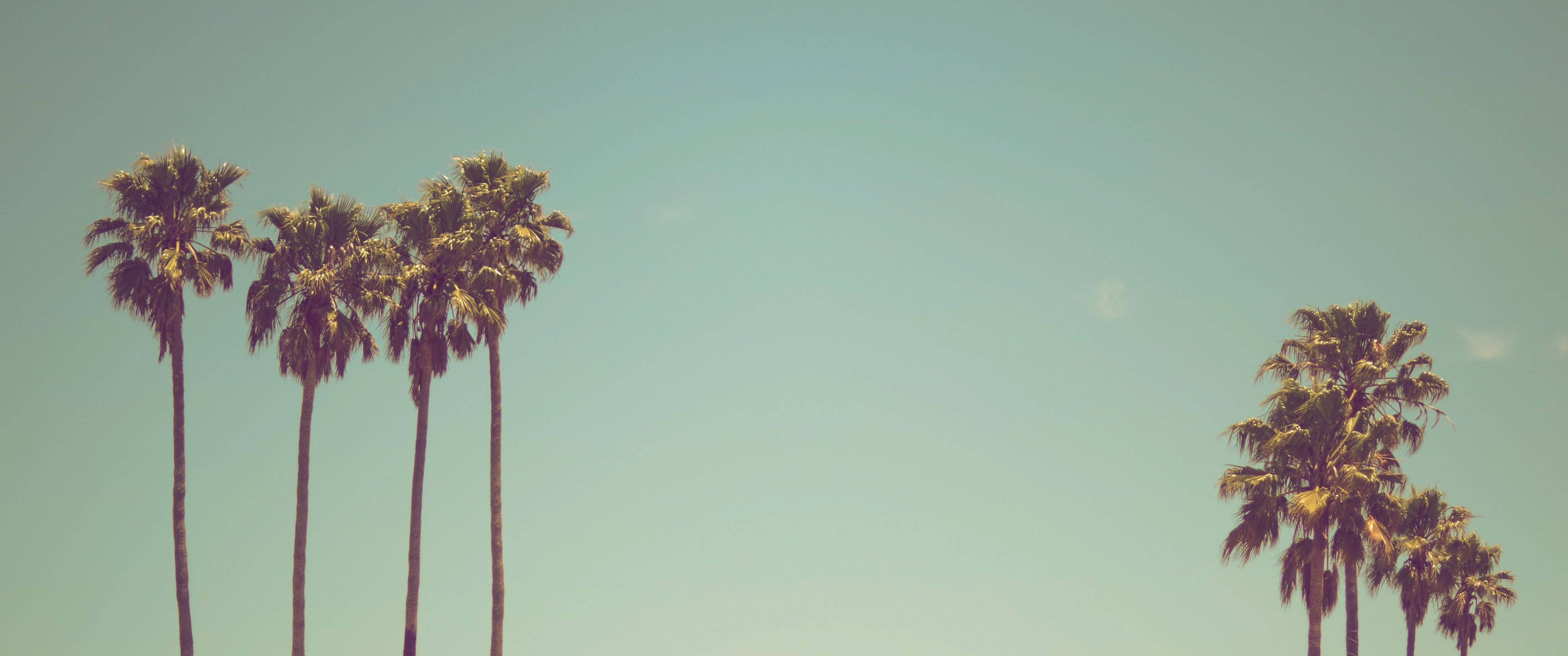 90s aesthetic, palm trees, clear blue sky, 2K Desktop Wallpaper