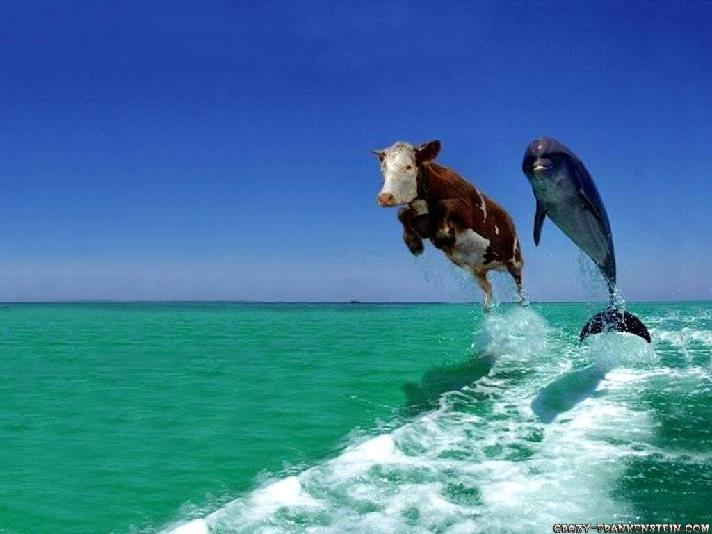90s, cow, dolphin, SD Desktop Wallpaper