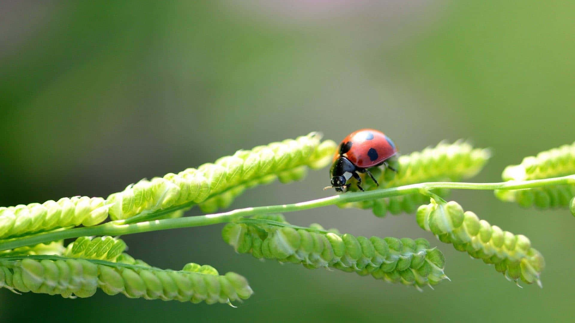ladybug, red, black spots, Full HD Desktop Wallpaper