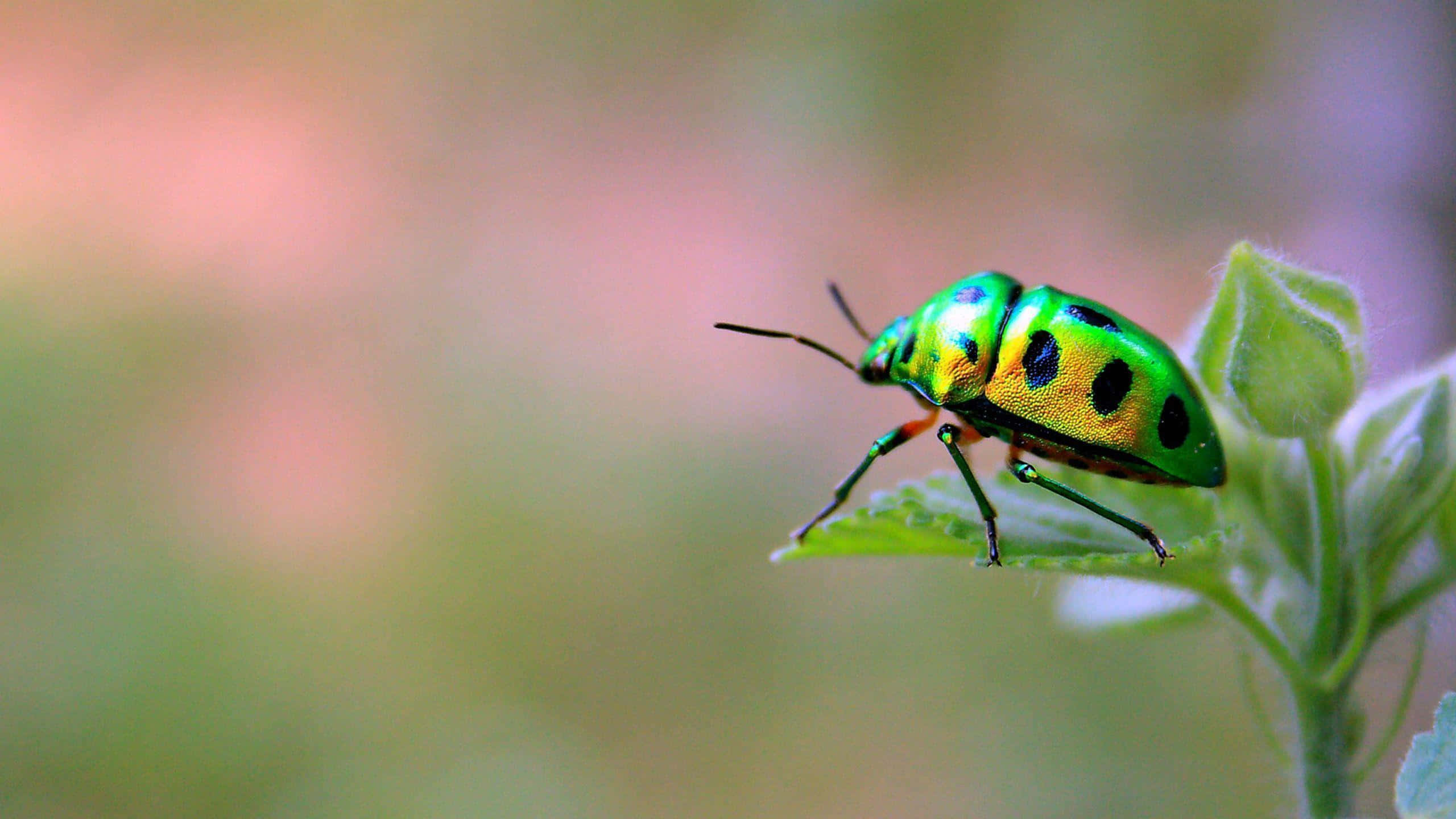 A Bugs Life, iridescent green beetle, black spots, 2K Desktop Wallpaper