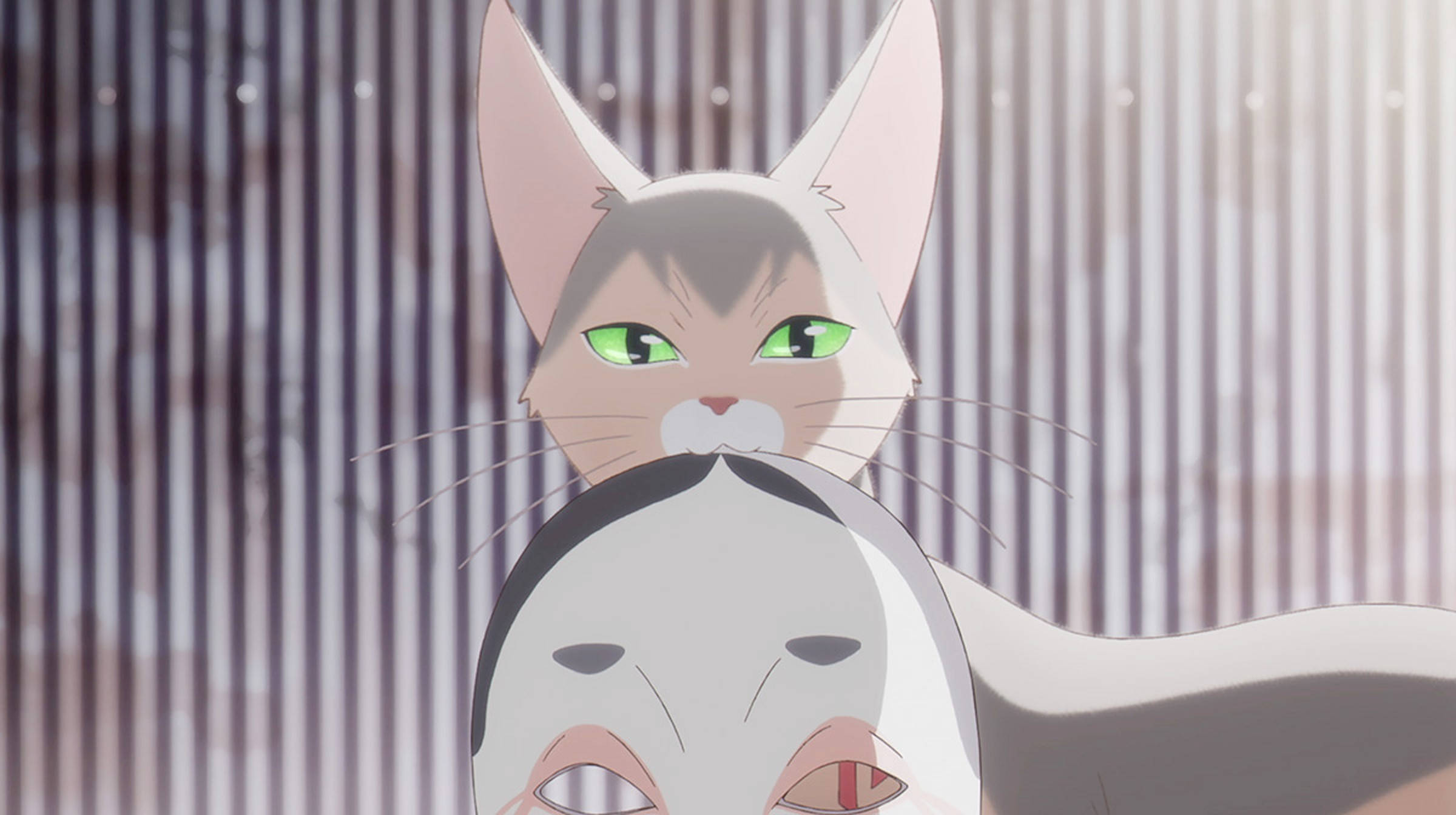 A Whisker Away, kinako cat mask, gray anime cat, Full HD Desktop Wallpaper