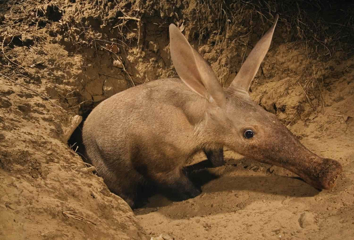 aardvark, sandy burrow, dim light, HD Desktop Wallpaper
