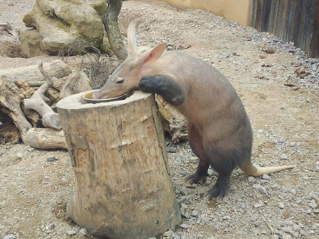 aardvark, tree stump, bowl, SD Desktop Wallpaper