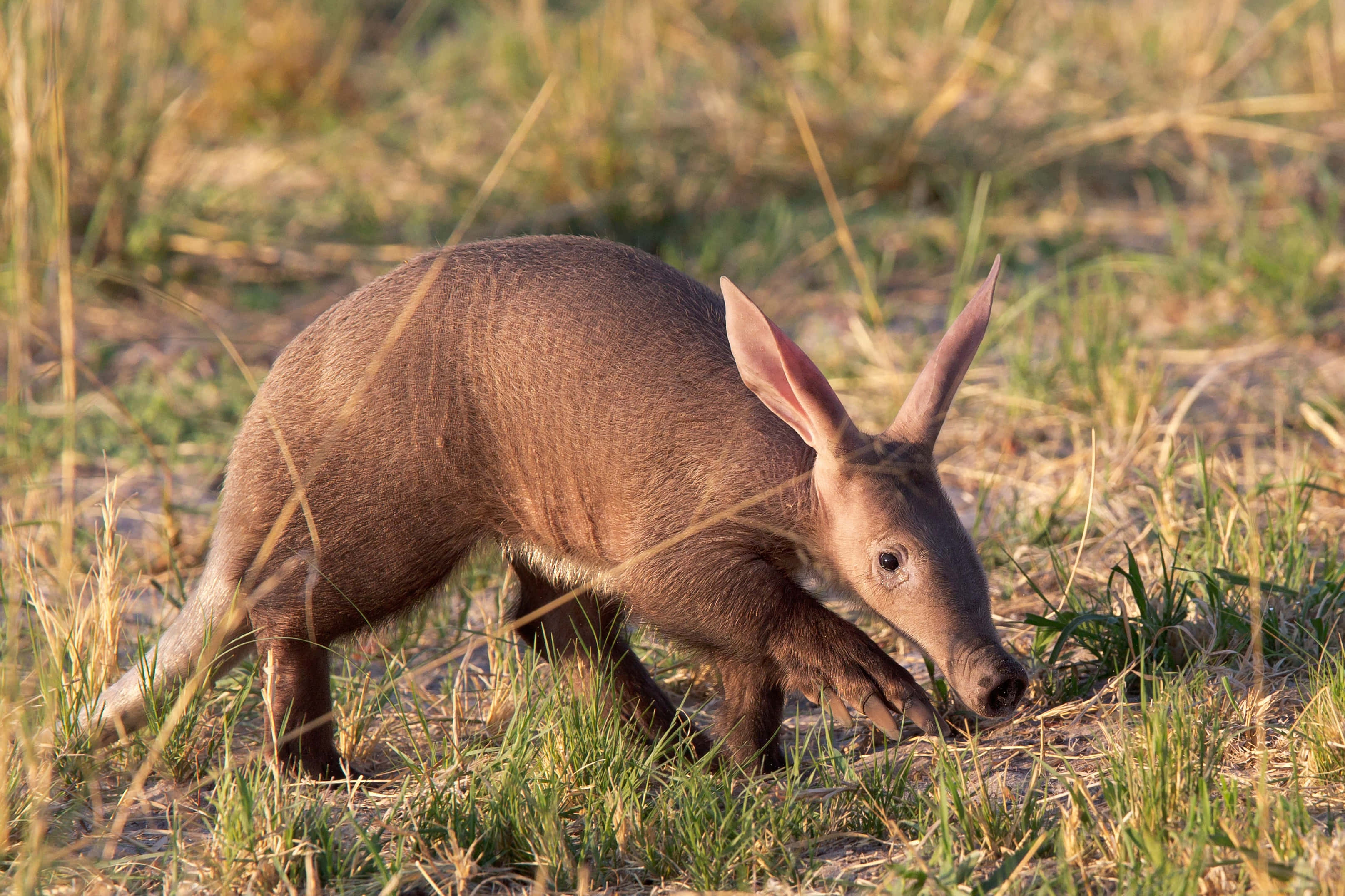 aardvark, grassland, golden hour, 2K Desktop Wallpaper