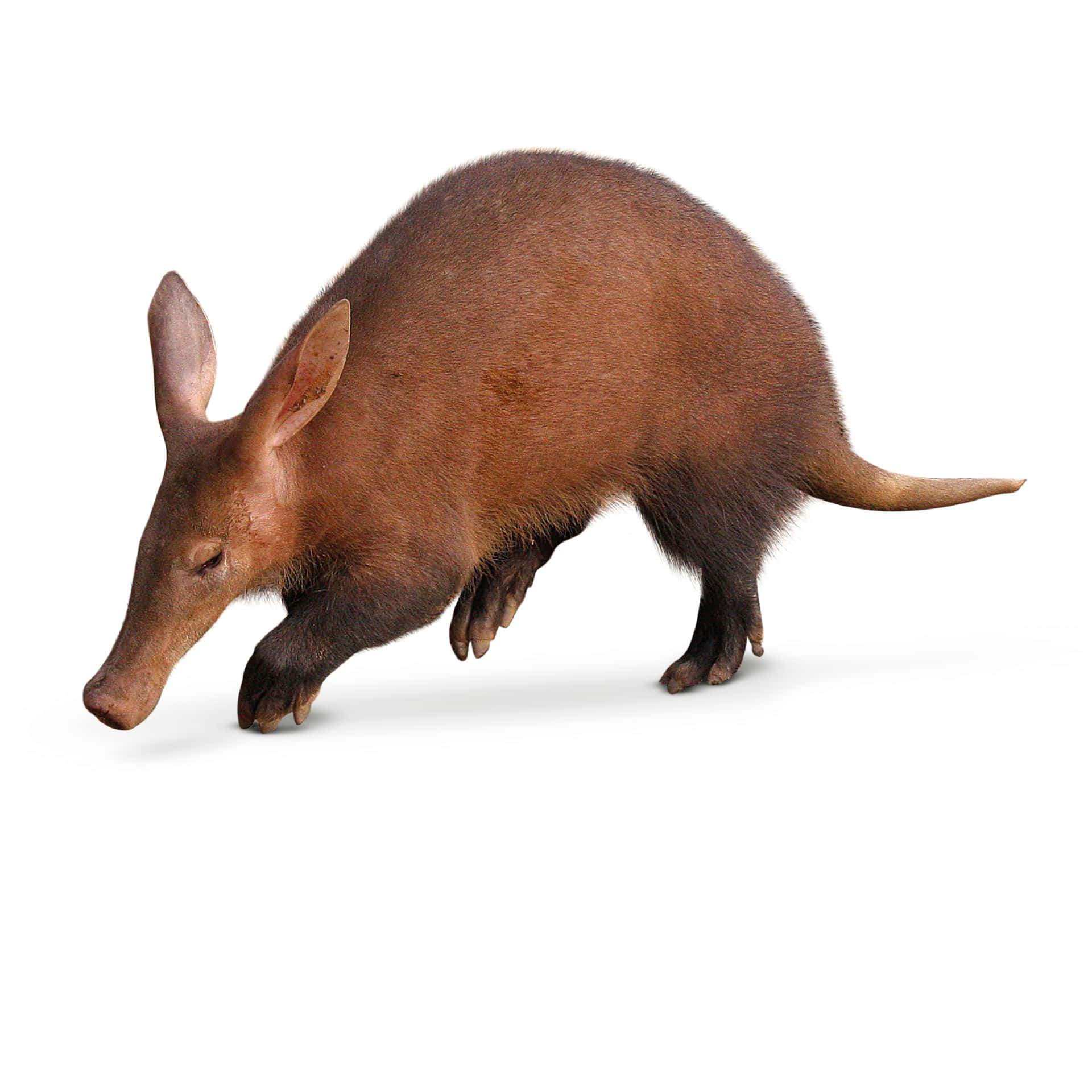 aardvark, brown, hairy, Full HD Desktop Wallpaper