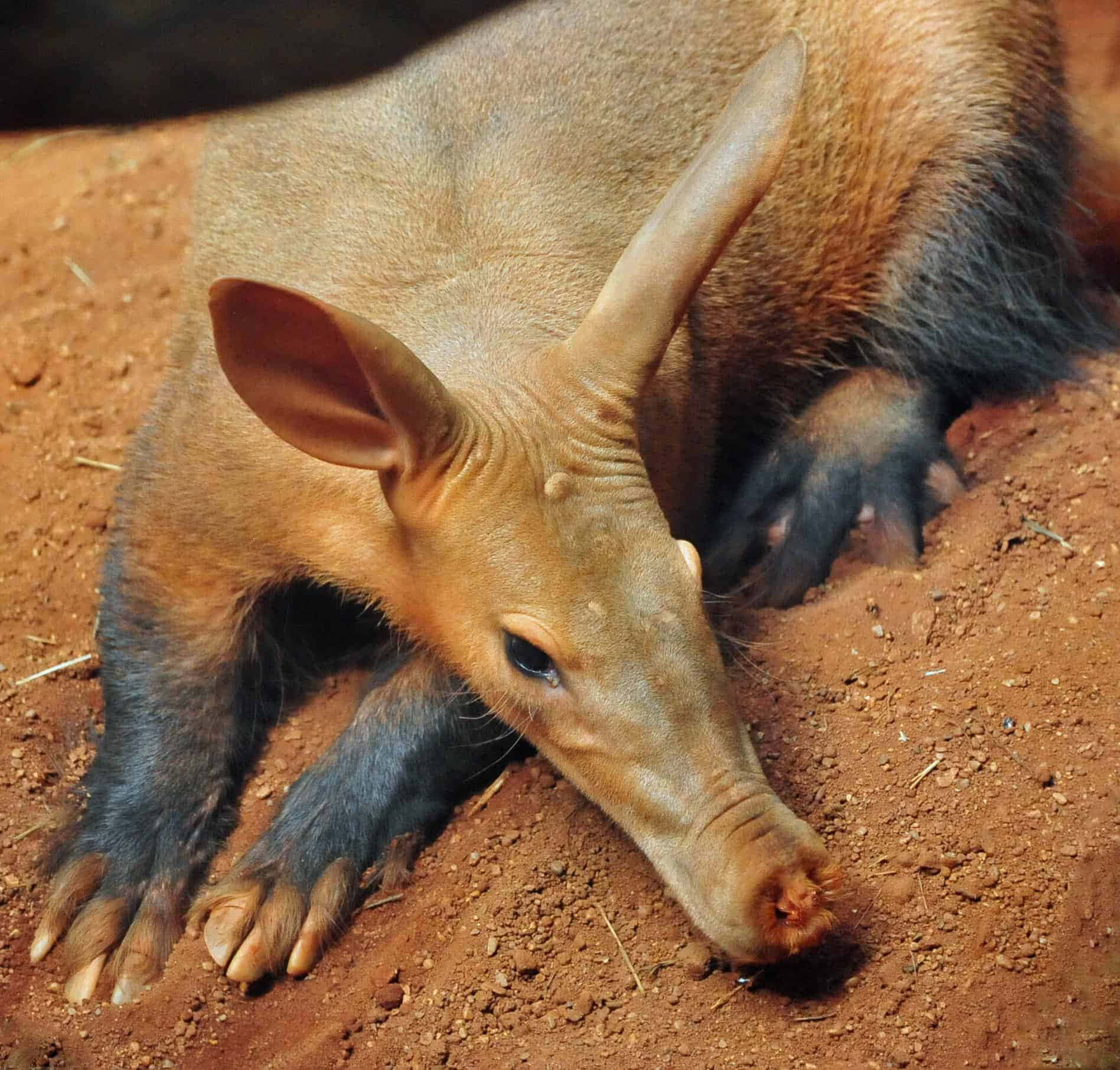 aardvark, reddish-brown dirt, large ears, HD Desktop Wallpaper