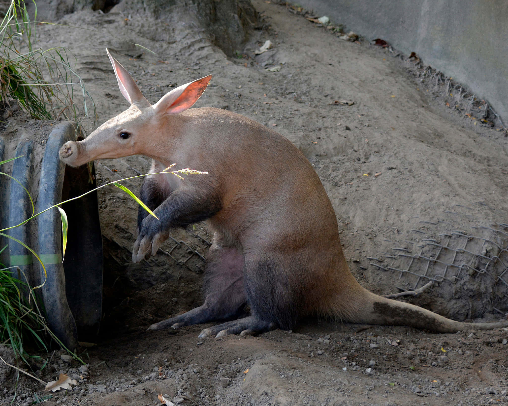 aardvark, pink-furred, large ears, Full HD Desktop Wallpaper
