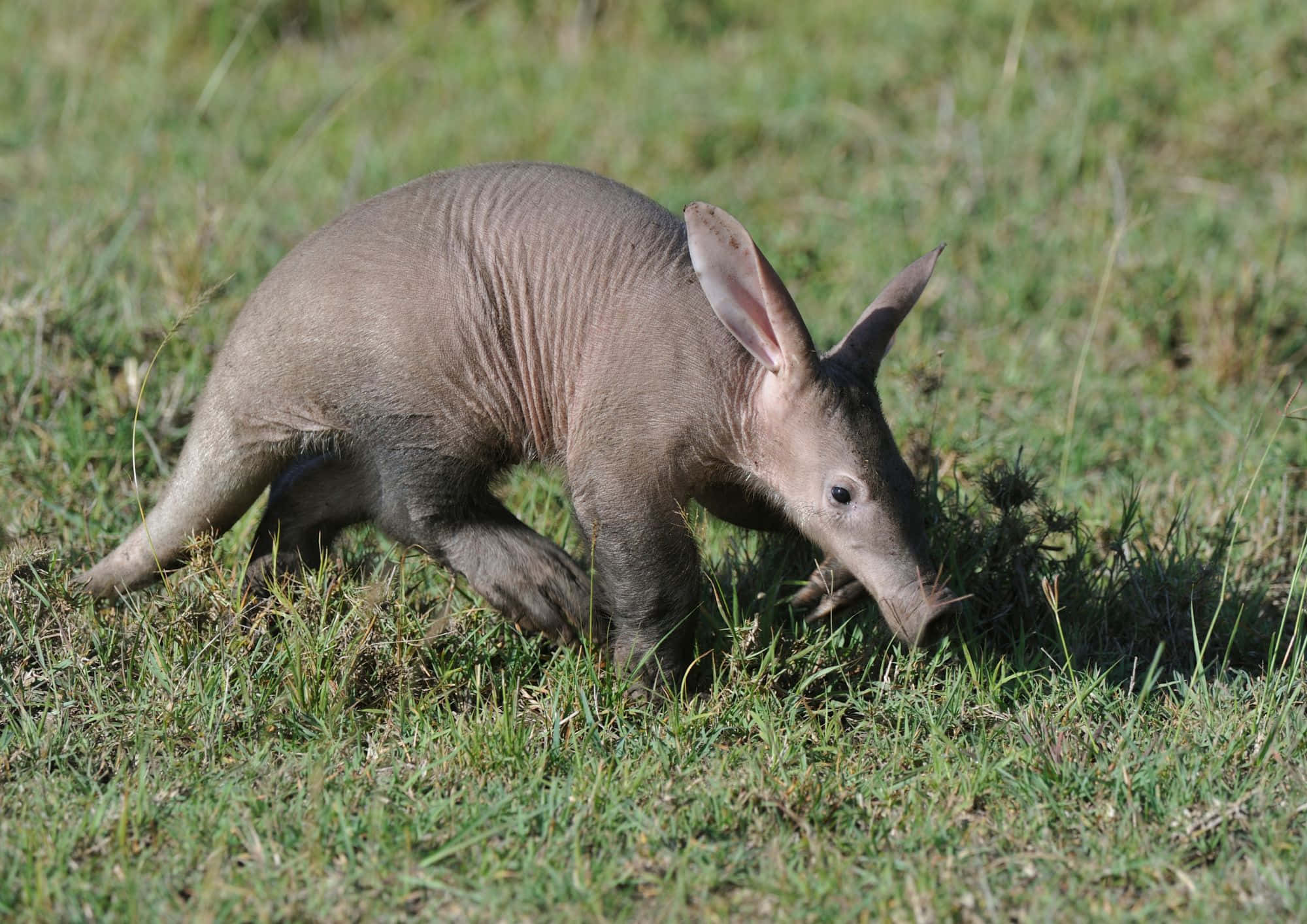 aardvark, pink fairy armadillo, sunlit grass, Full HD Desktop Wallpaper