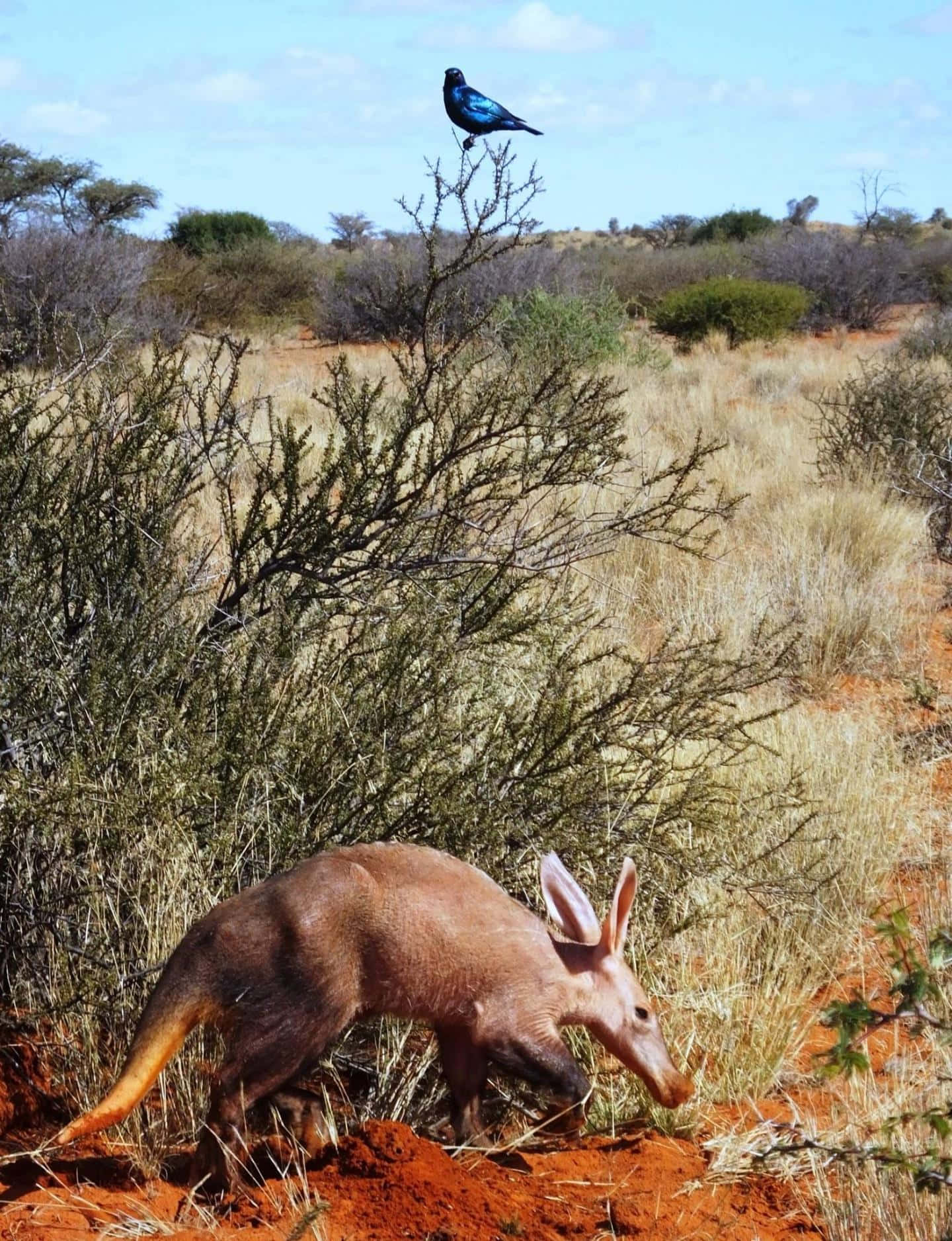 Aardvark, bird, savanna habitat, HD Phone Wallpaper