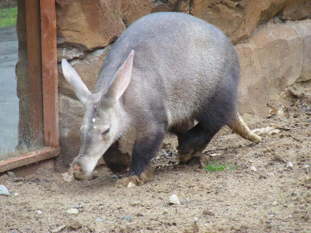 Aardvark, dirt, stone wall, SD Desktop Wallpaper