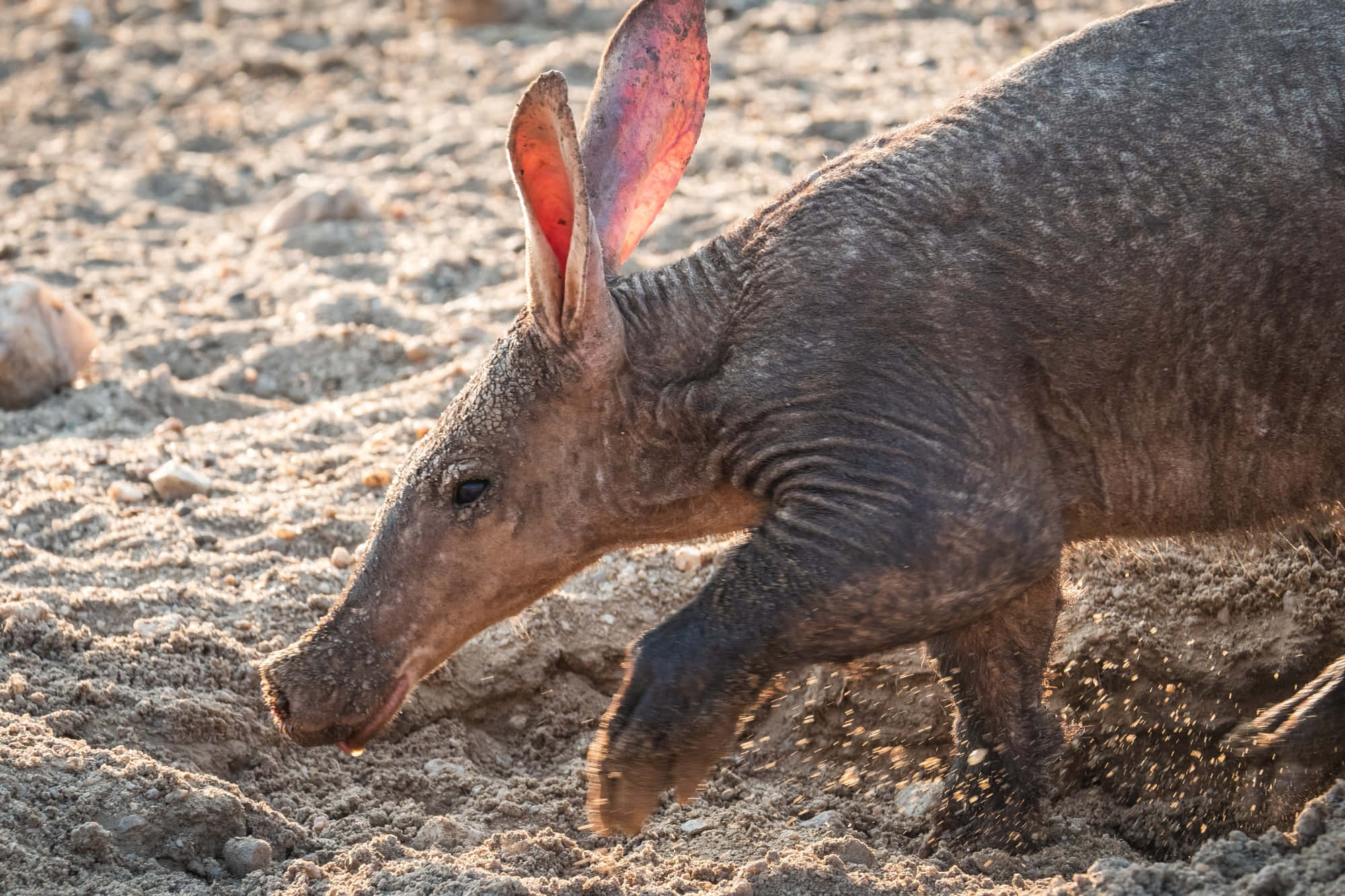 aardvark, dusk light, sandy terrain, Full HD Desktop Wallpaper