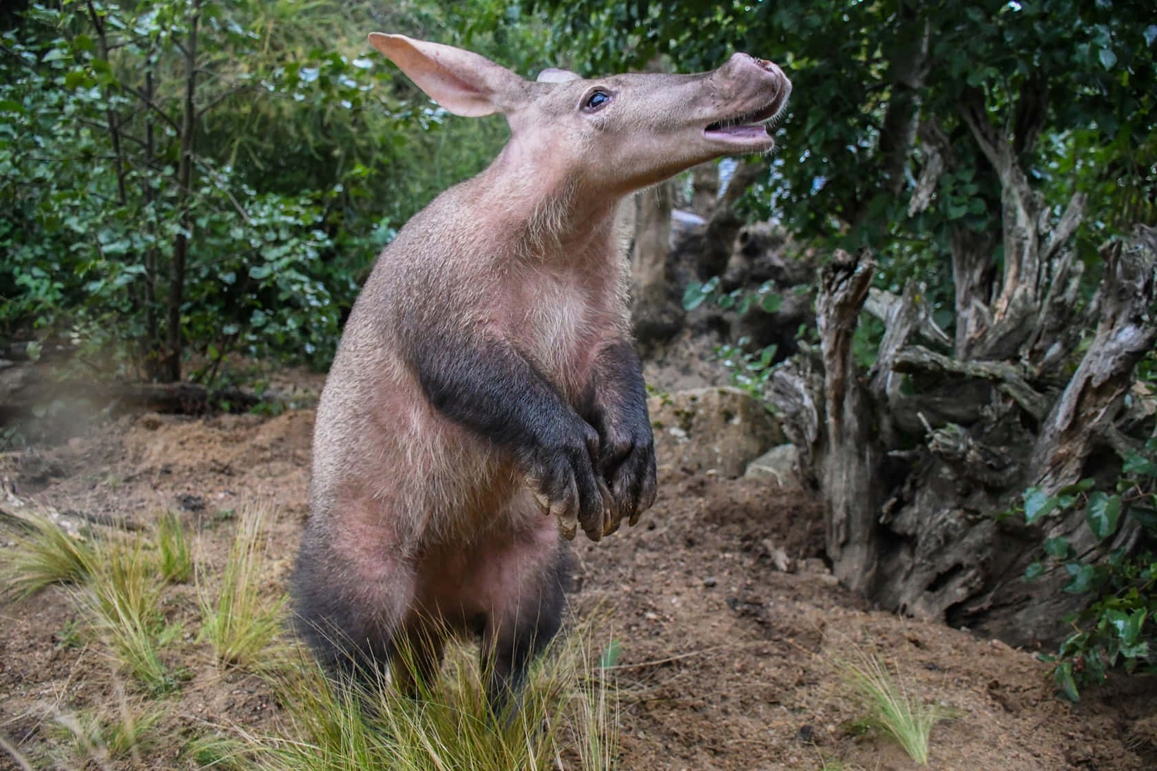 aardvark, pinkish-brown, tamandua, HD Desktop Wallpaper