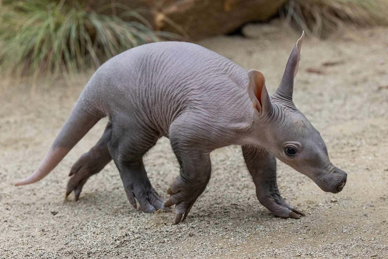 aardvark, sandy ground, grass, HD Desktop Wallpaper